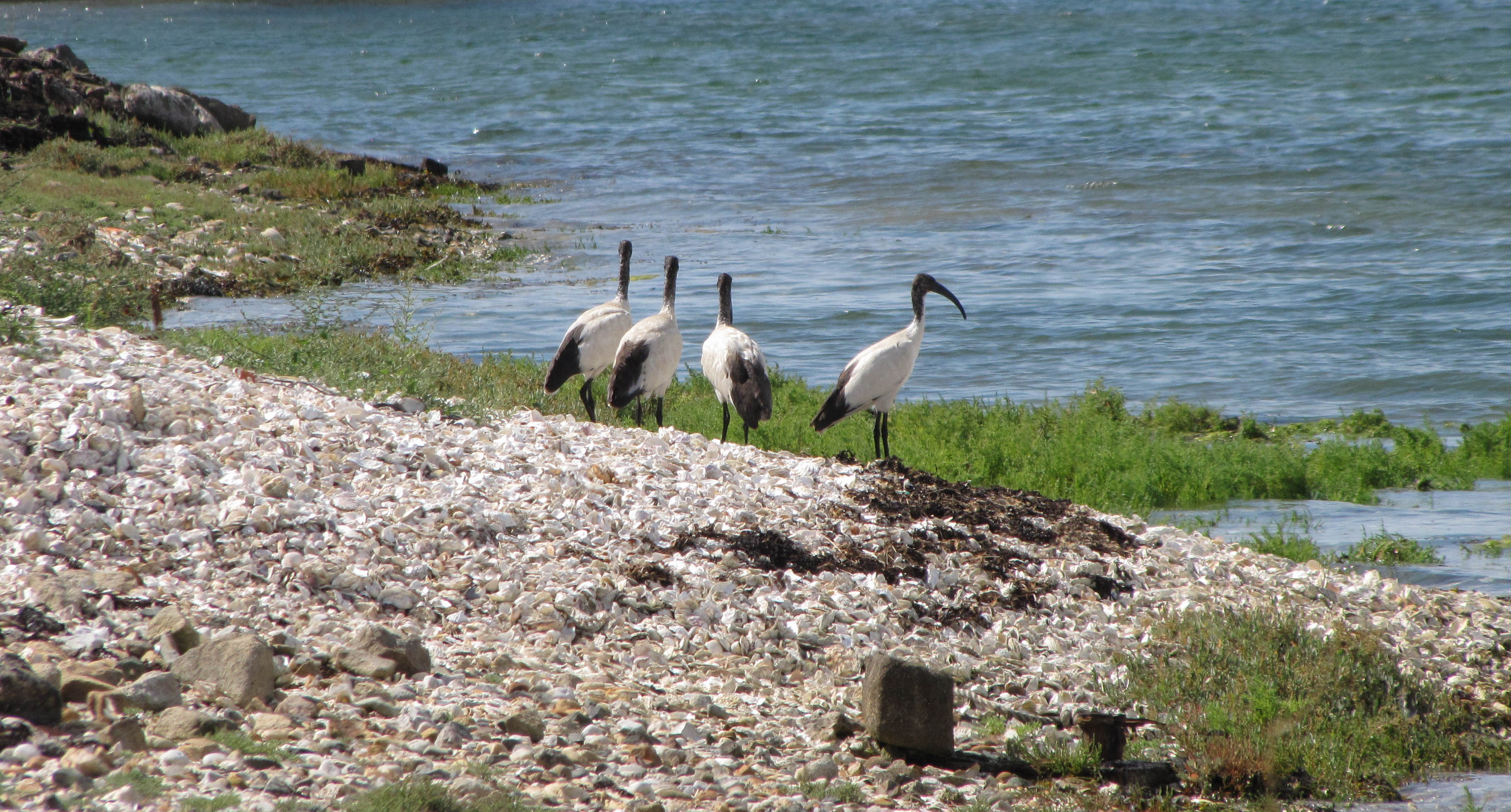 ibis, pointe er vil, 9 août 18, 15h55 (1 sur 1).jpg