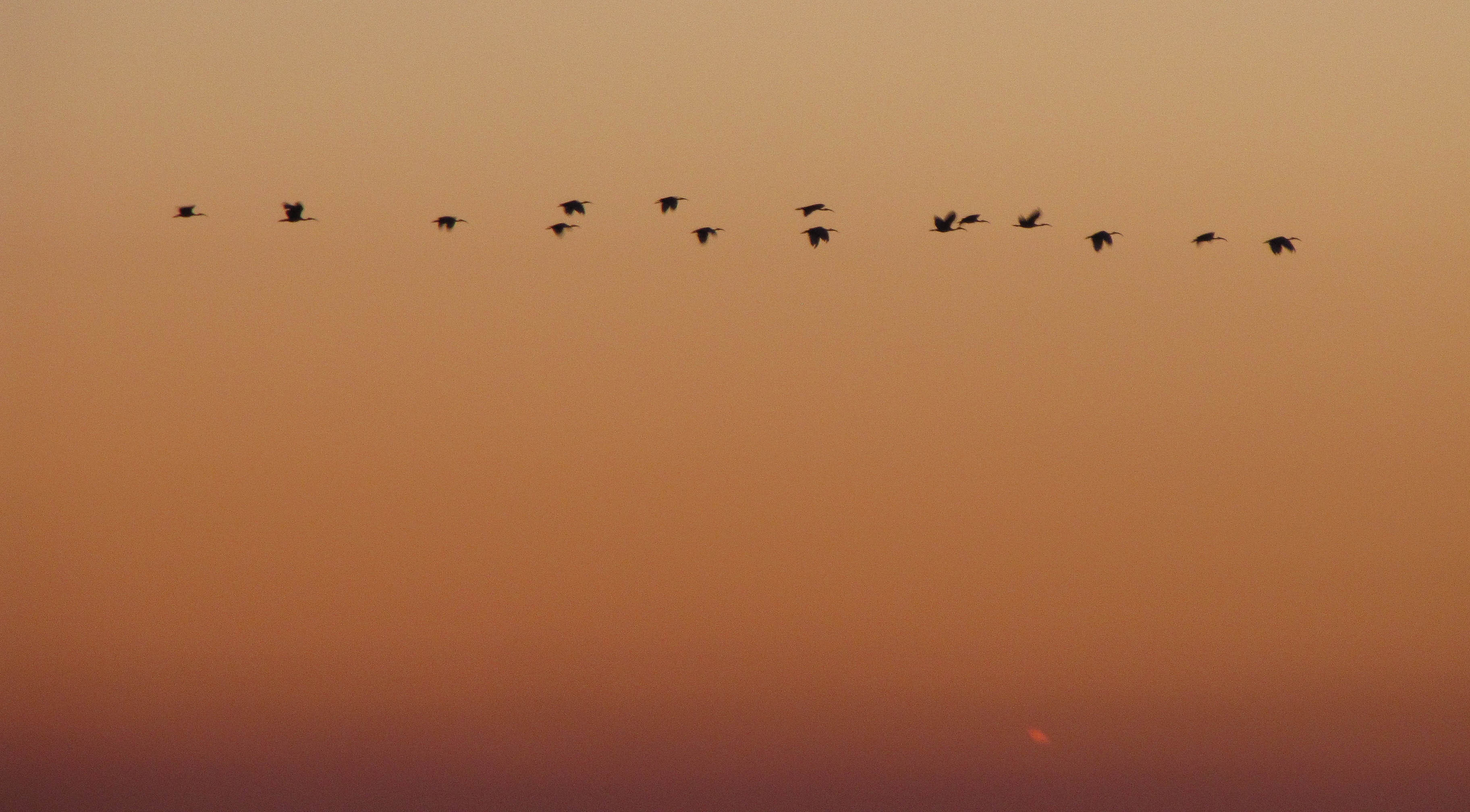 vol d'ibis, locmariaquer,  22 oct 10 (1 sur 1).jpg