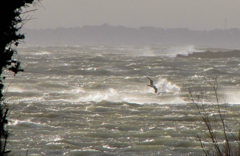 goéland dans le coup de vent sur St Phil,  févr.16 (1 sur 1).jpg