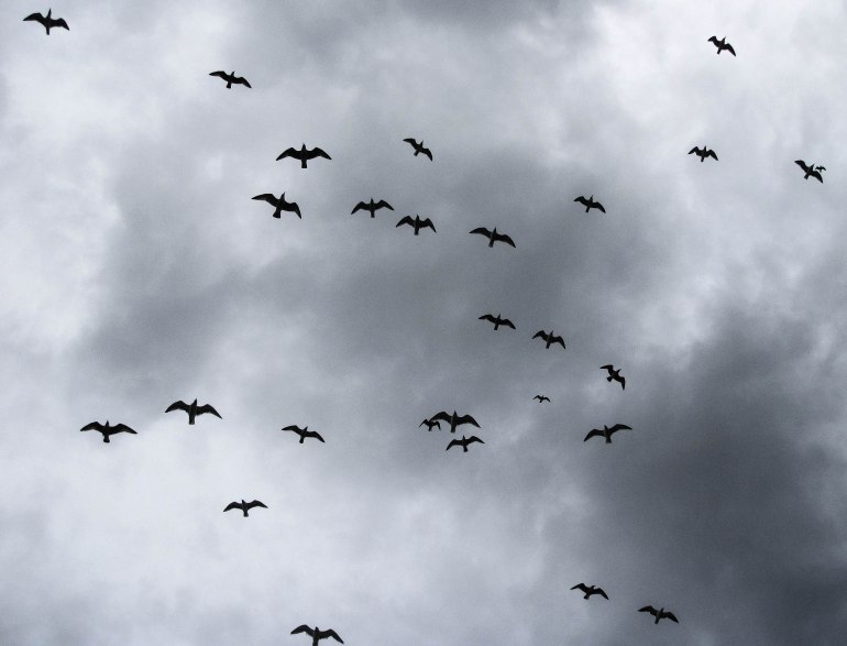 goélands 2 guilvinec oct 2013 (1 sur 1).jpg