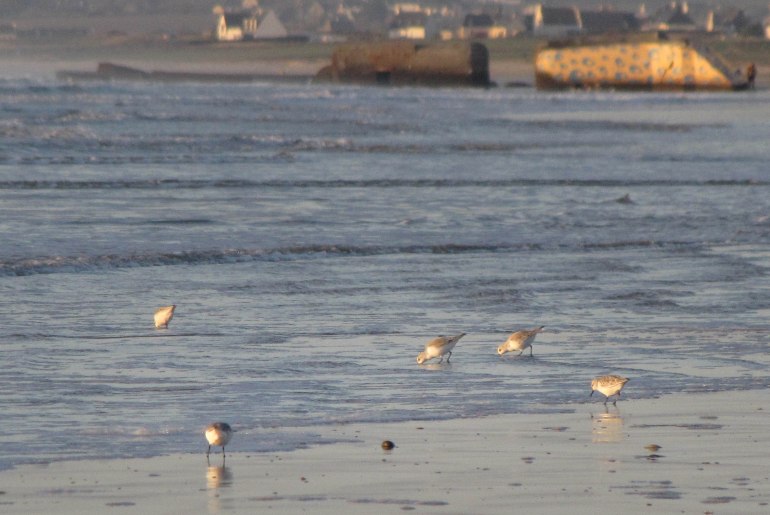 tout ce qui brille .. 2, Baie d'audierne, 1er déc 2013 (1 sur 1).jpg