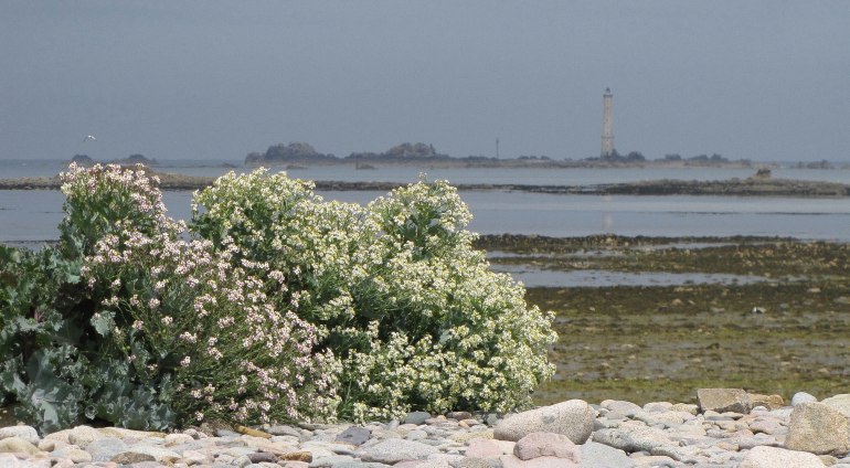 les héauts de bréhat,, 17 juin 12 (1 sur 1).jpg