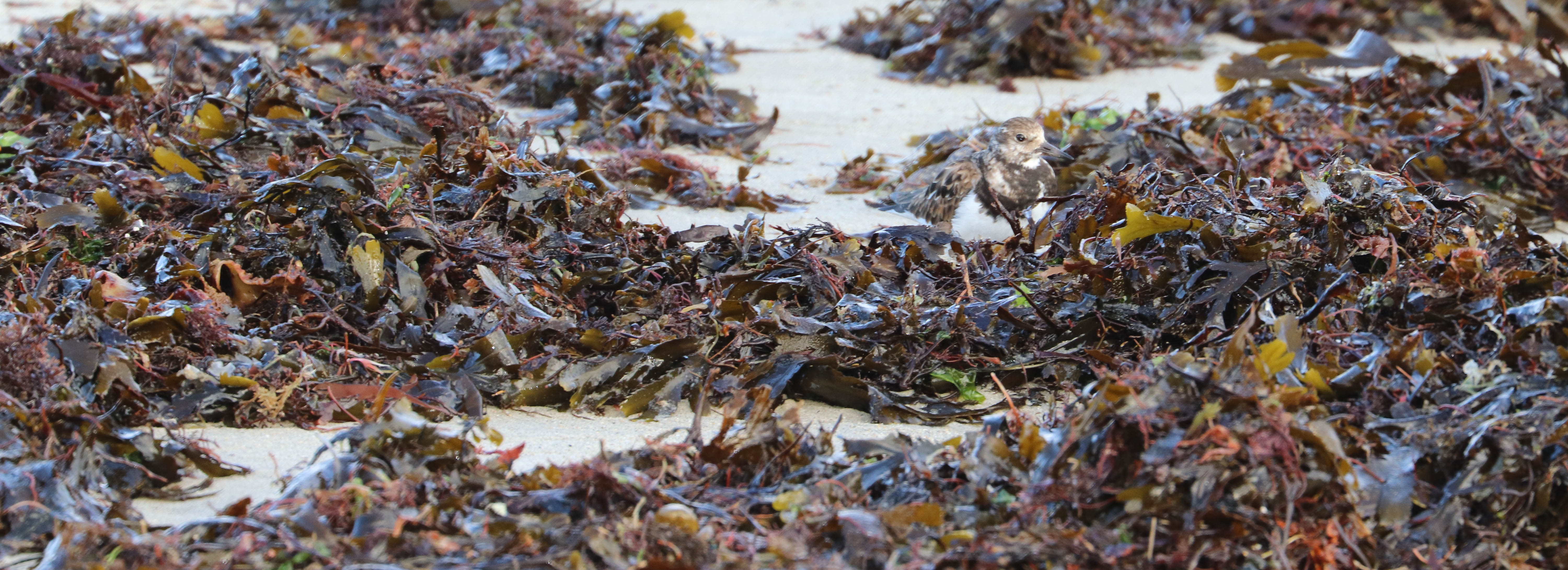 camouflage du tourne-pierre à collier, kerpenhir, 3 mars 18
