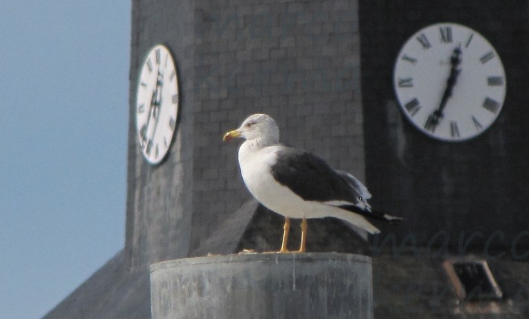 IMG_1421 bis (2).jpg