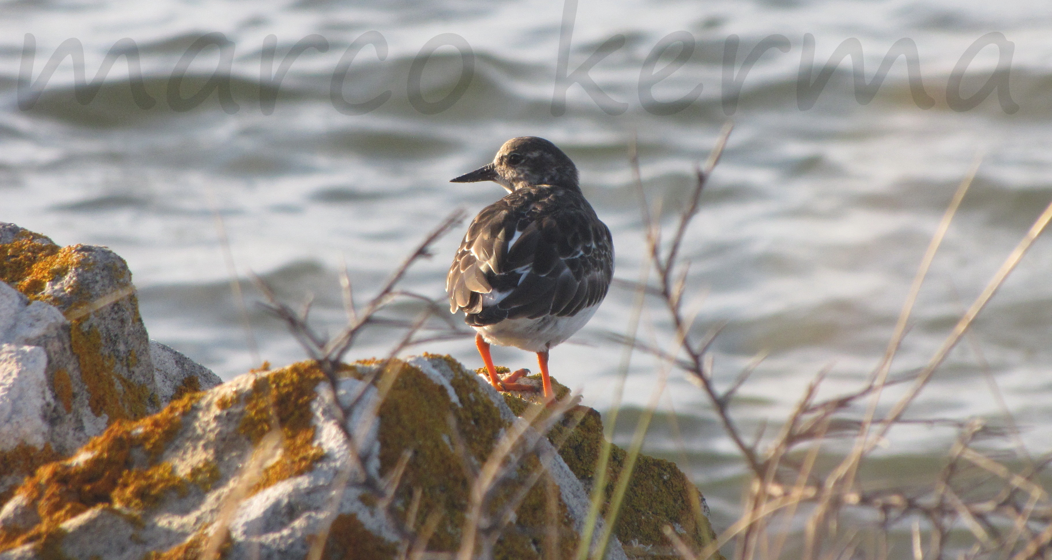 IMG_2325 bis (2).jpg