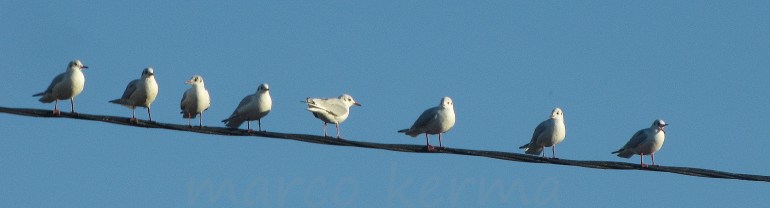 IMG_2191 bis (2).jpg