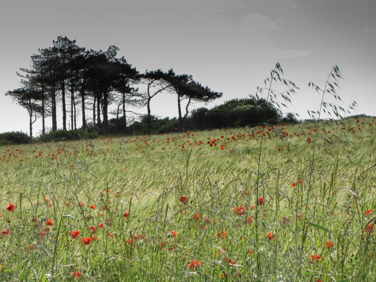 rouge vent 2 baie d'audierne 13 (1 sur 1)