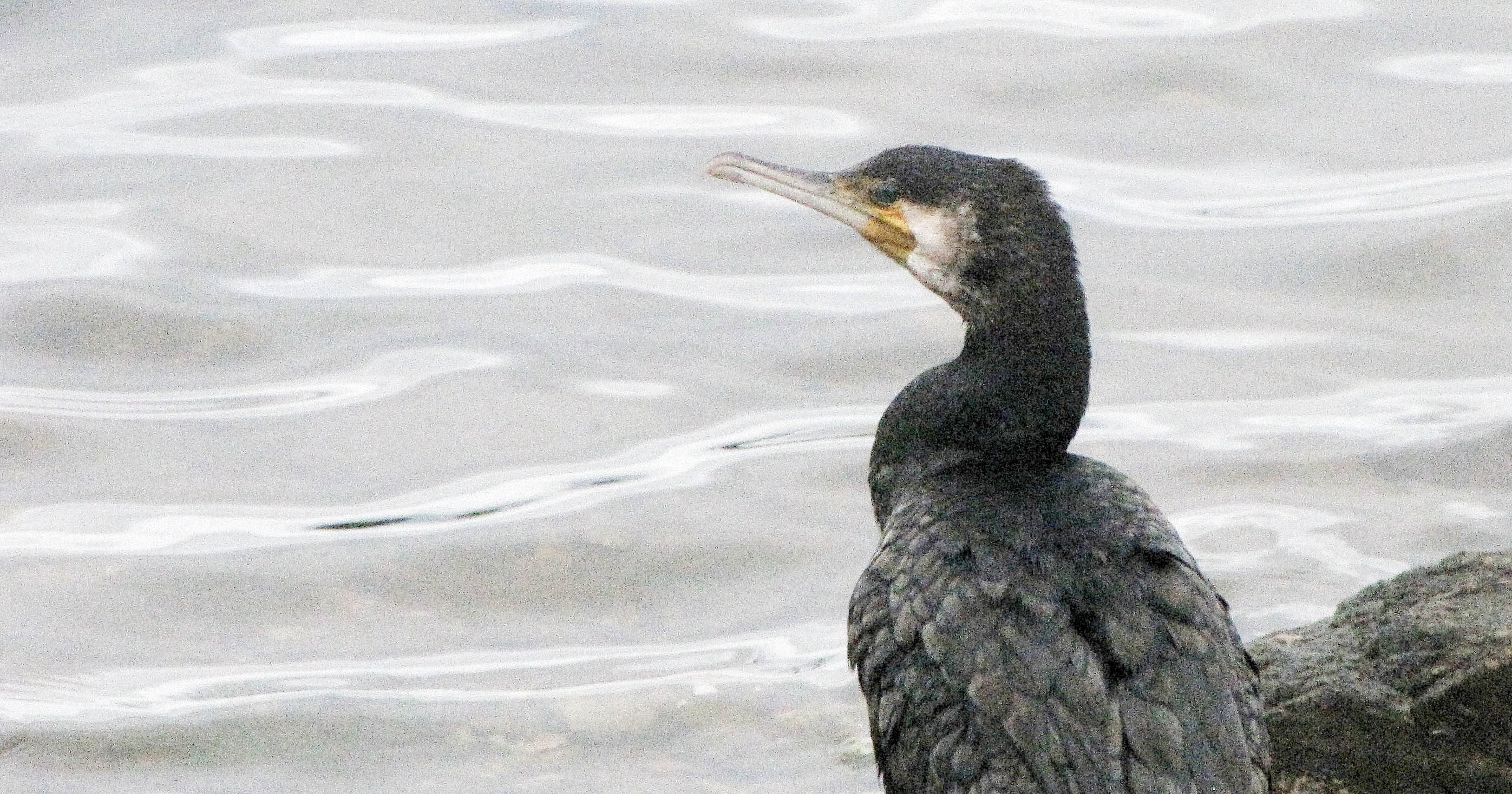 cormoran, brenegi, 4 nov 17 (1 sur 1).jpg