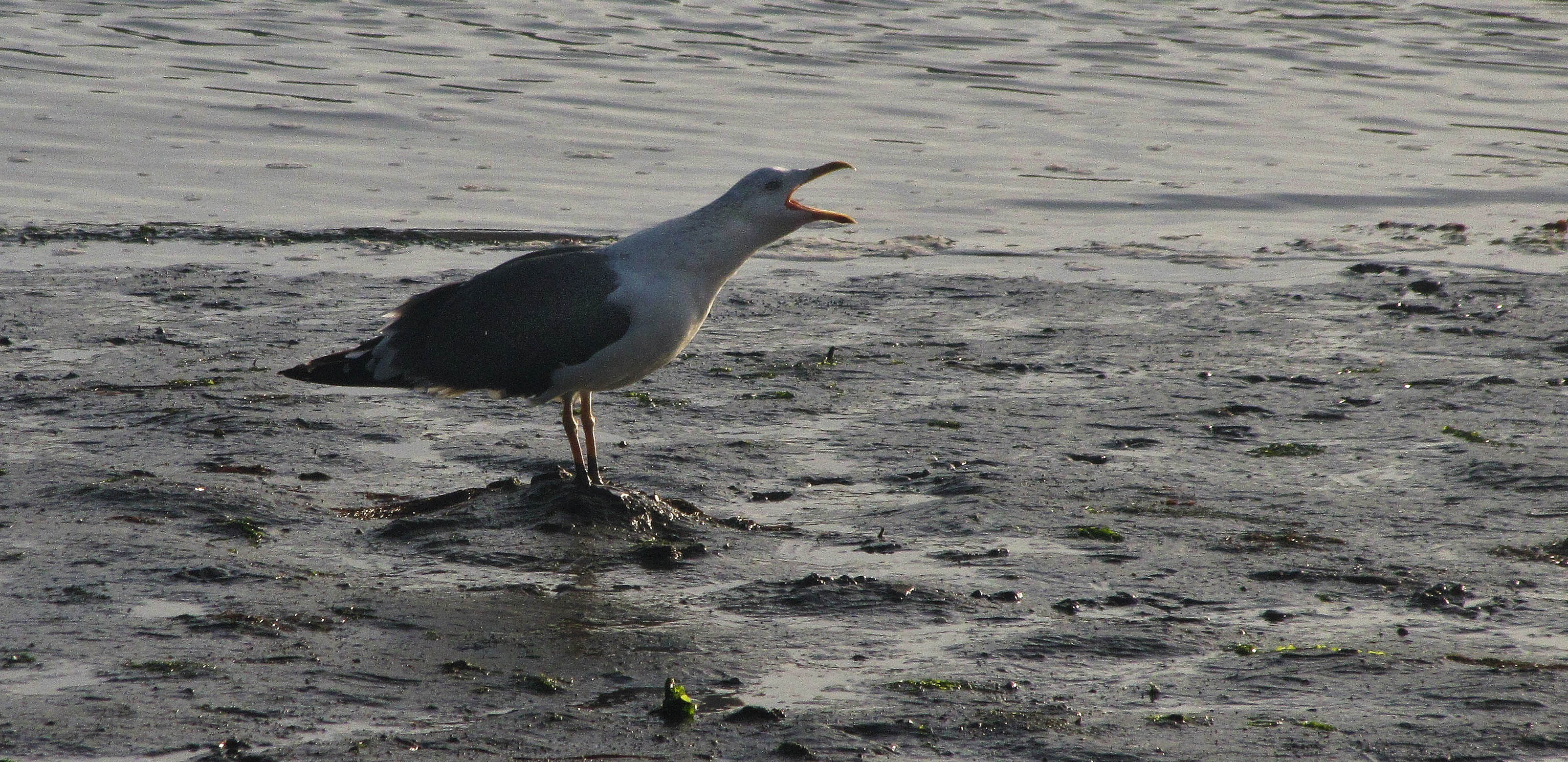 goéland marin, le berl, 26 oct 17 (1 sur 1).jpg