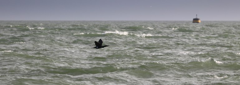 black cormoran 1, Kerpenhir 2, 3 mars 18.jpg