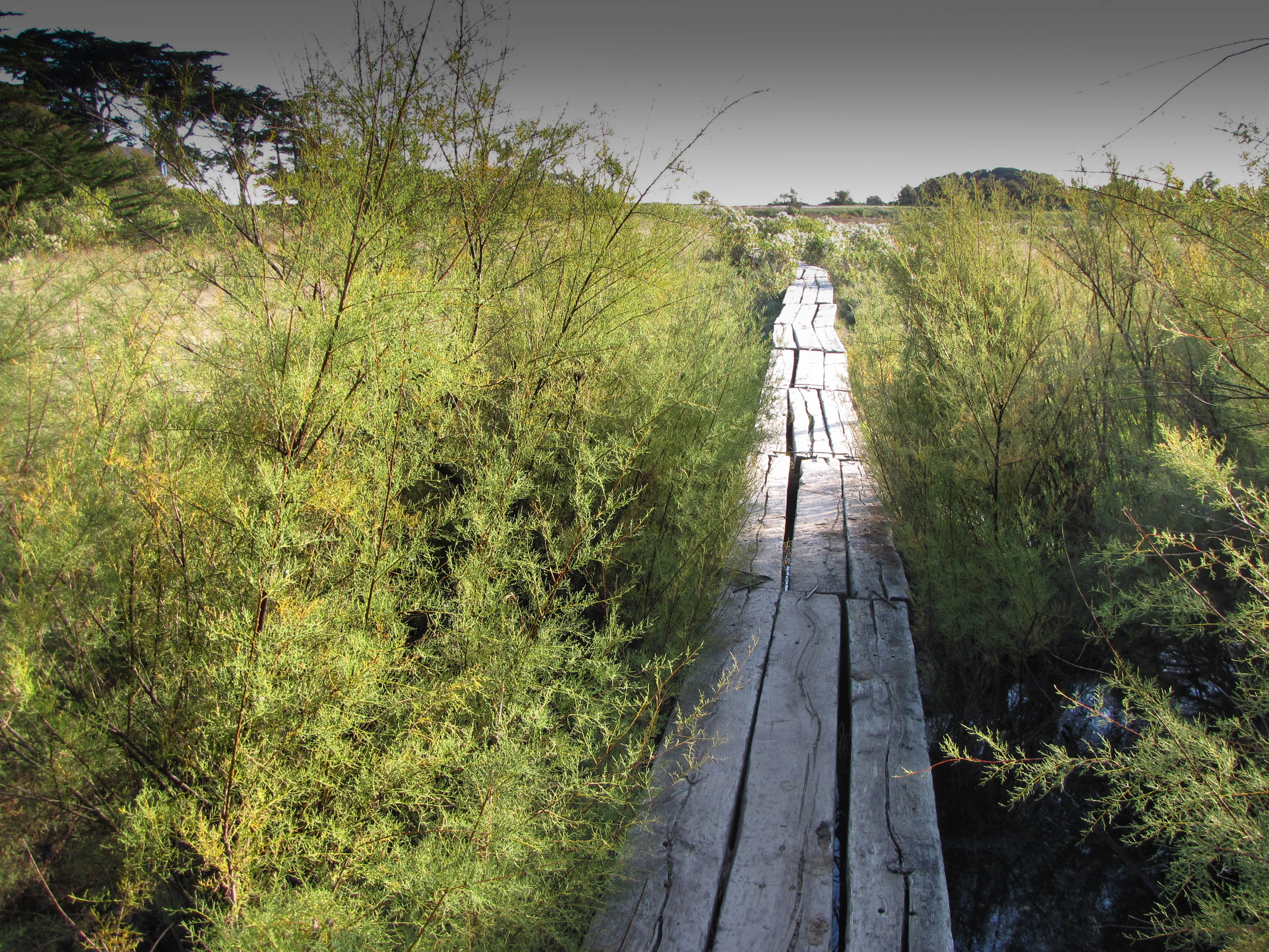 le chemin de bois 2, Brénéguy, 25 oct 10.jpg