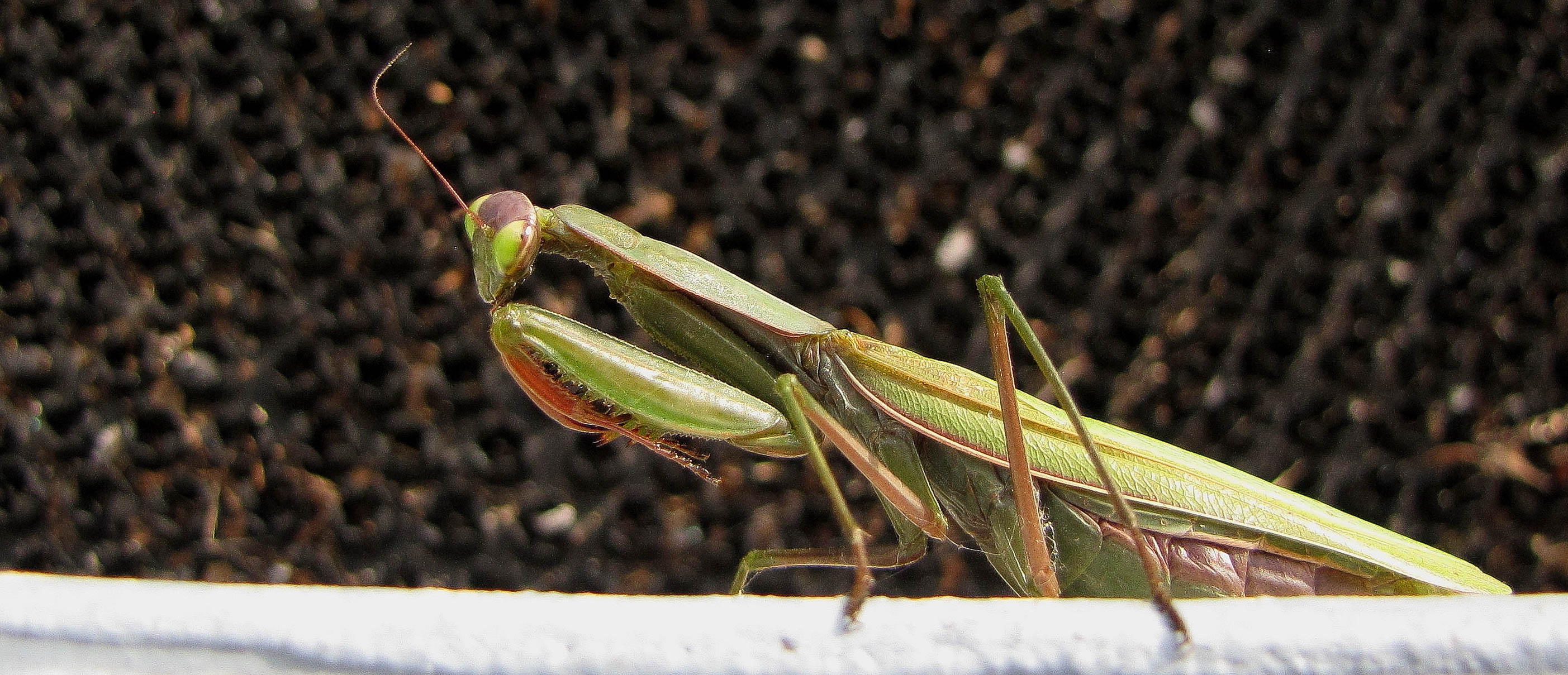 mante religieuse, 31 oct 17 (1 sur 1).jpg