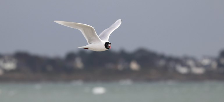 mouette rieuse 2 kerpenhir 3 mars 18