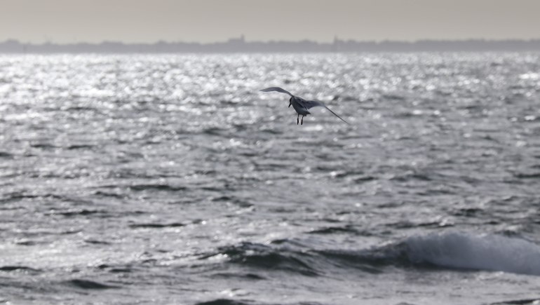 mouette rieuse 4 kerpenhir 3 mars 18