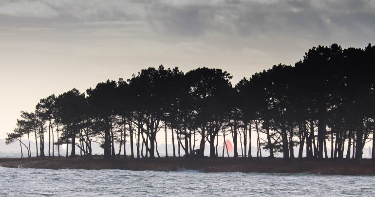 voiliers derrière les pins 6,3 mars 18
