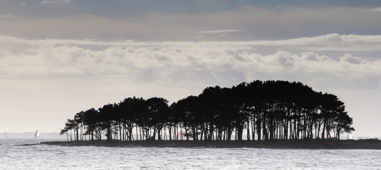 voiliers derrière les pins 7, 3 mars 18 (2)