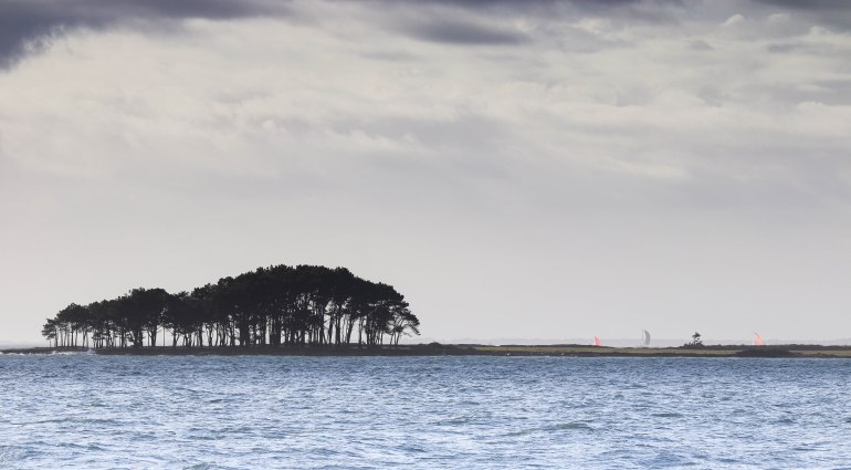 voiliers derrière les pins 8, 3 mars 18