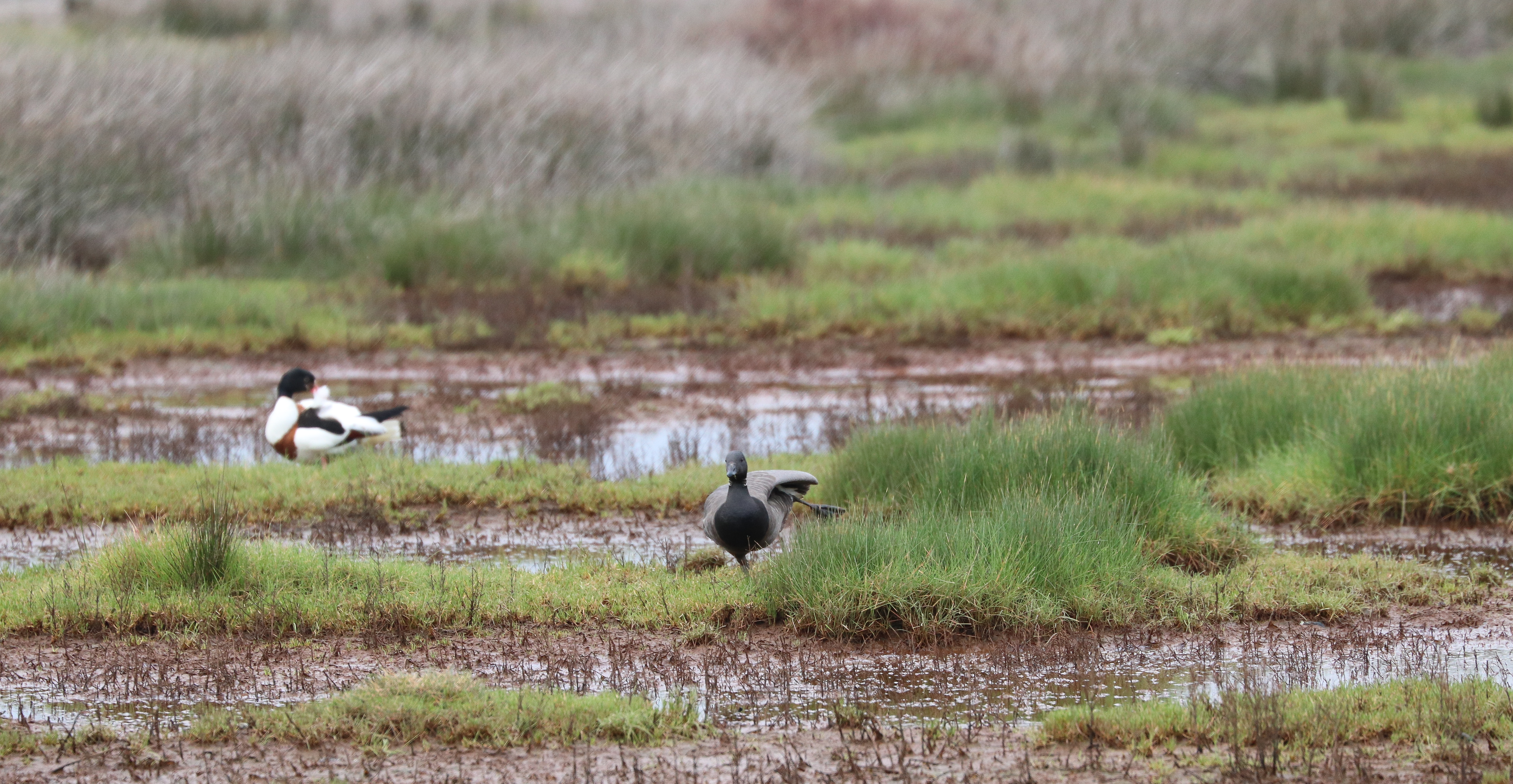 la Bernache qui n'est pas partie 2, Locmariaquer,  9 avril 18 (1 sur 1).jpg
