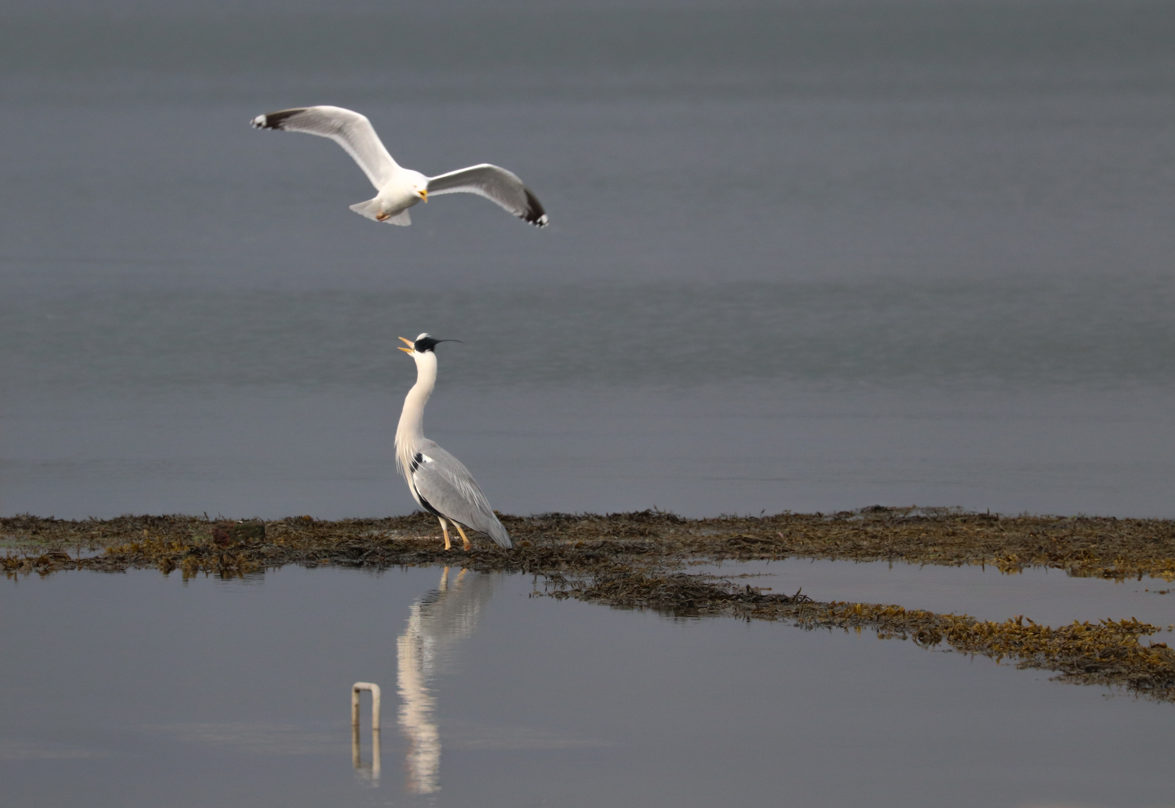le jeune héron & le goéland 5, rivière d'auray, 12 avril 18  (1 sur 1).jpg