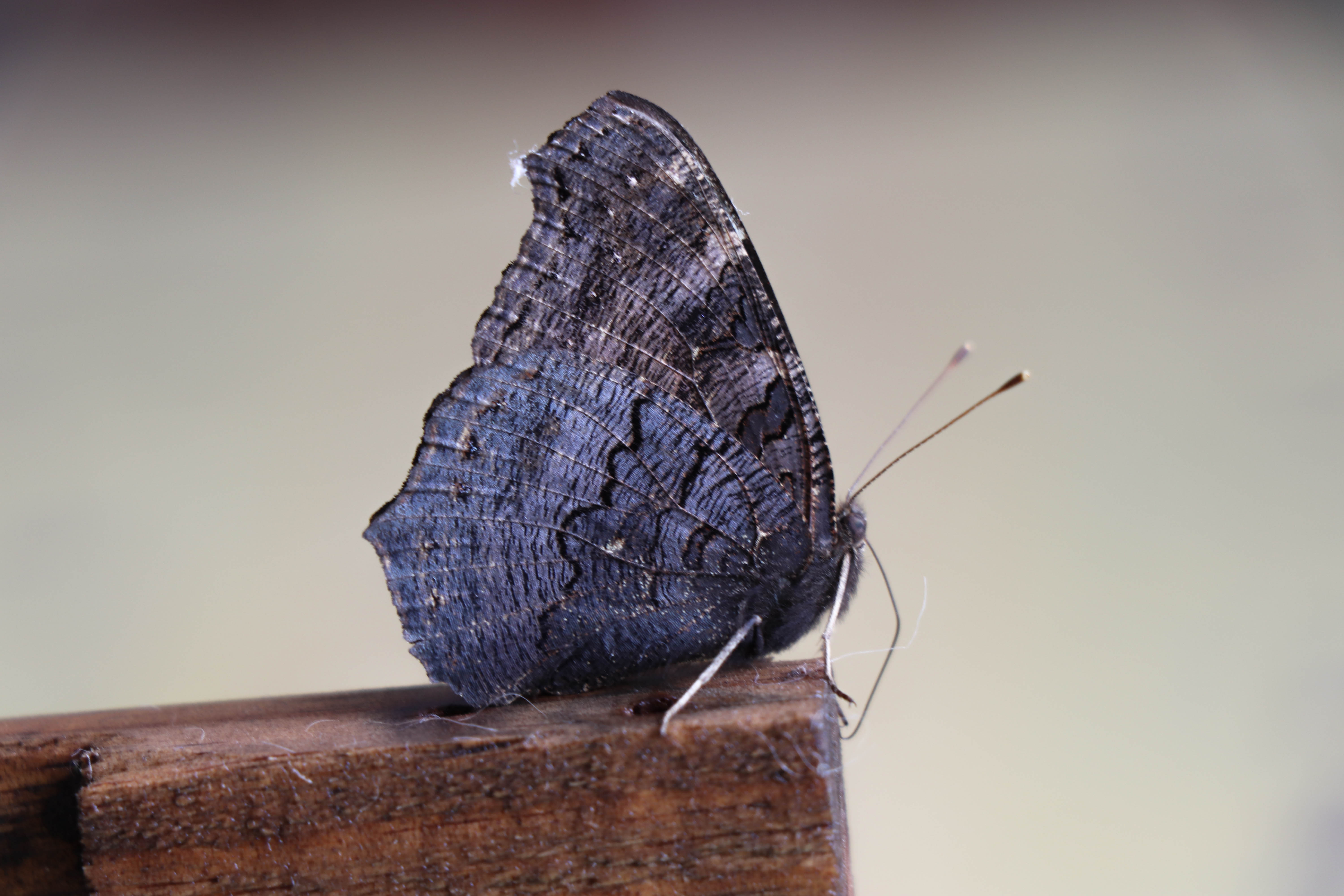 paon du jour 6 avril 2019 11h57.jpg