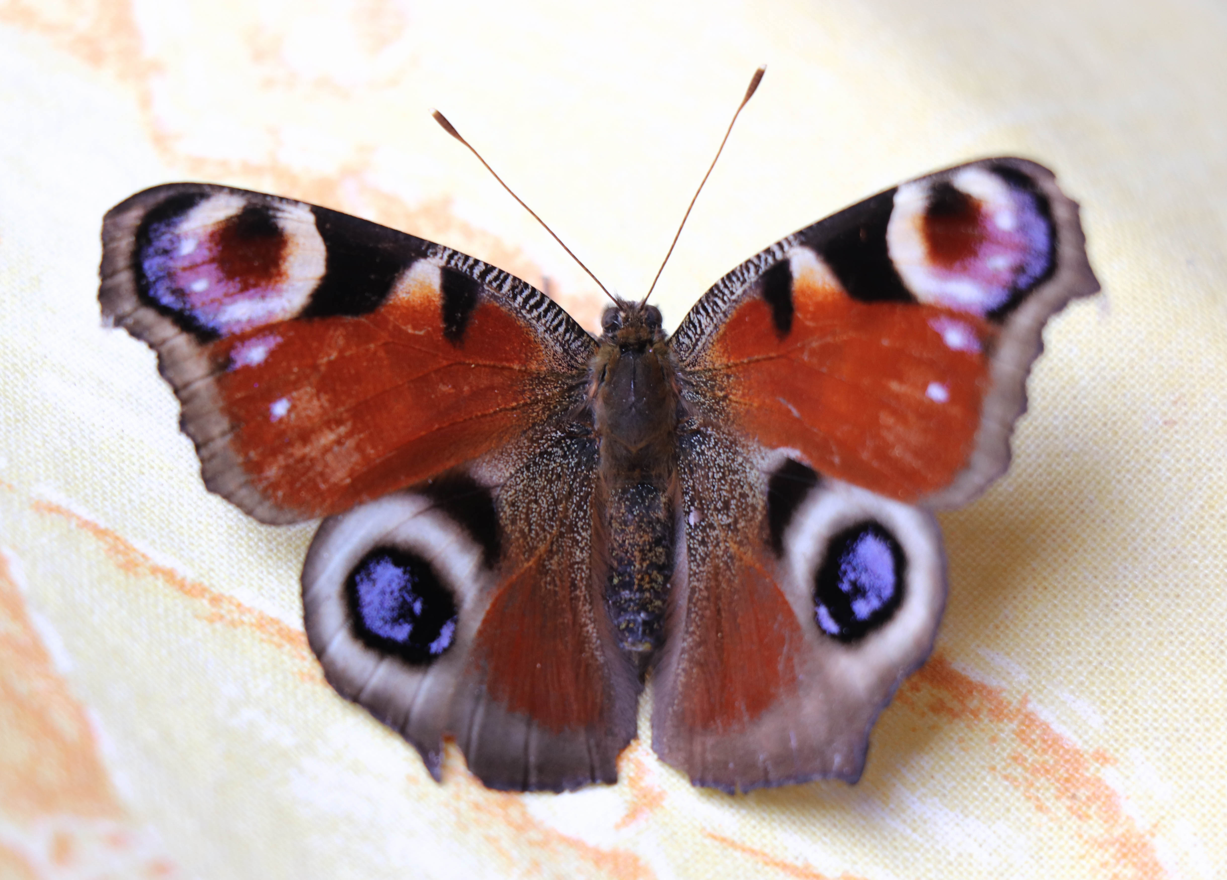 paon du jour 6 avril 2019.jpg