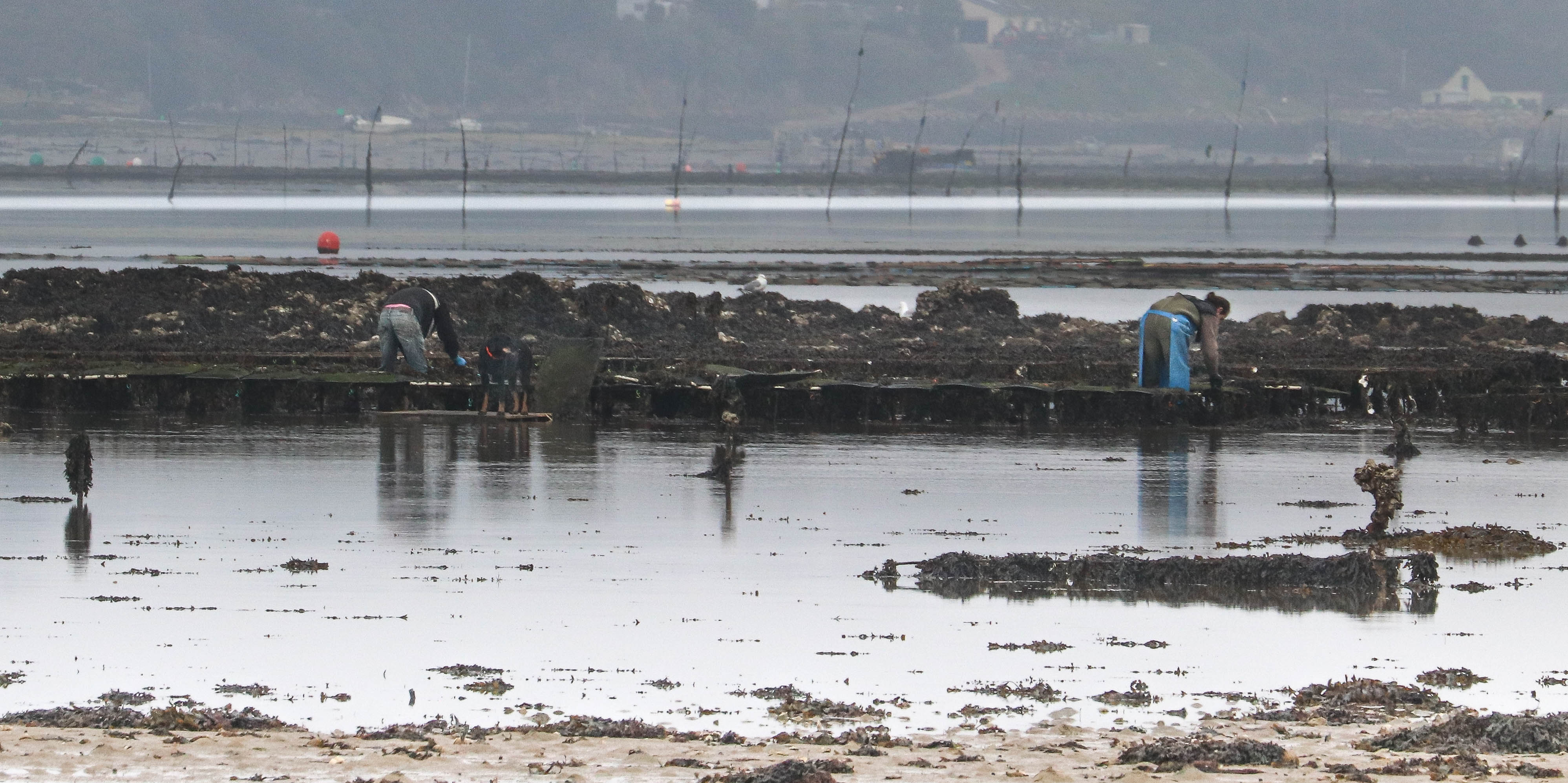 paysans du littorall 5, 13 avril 18 (1 sur 1).jpg