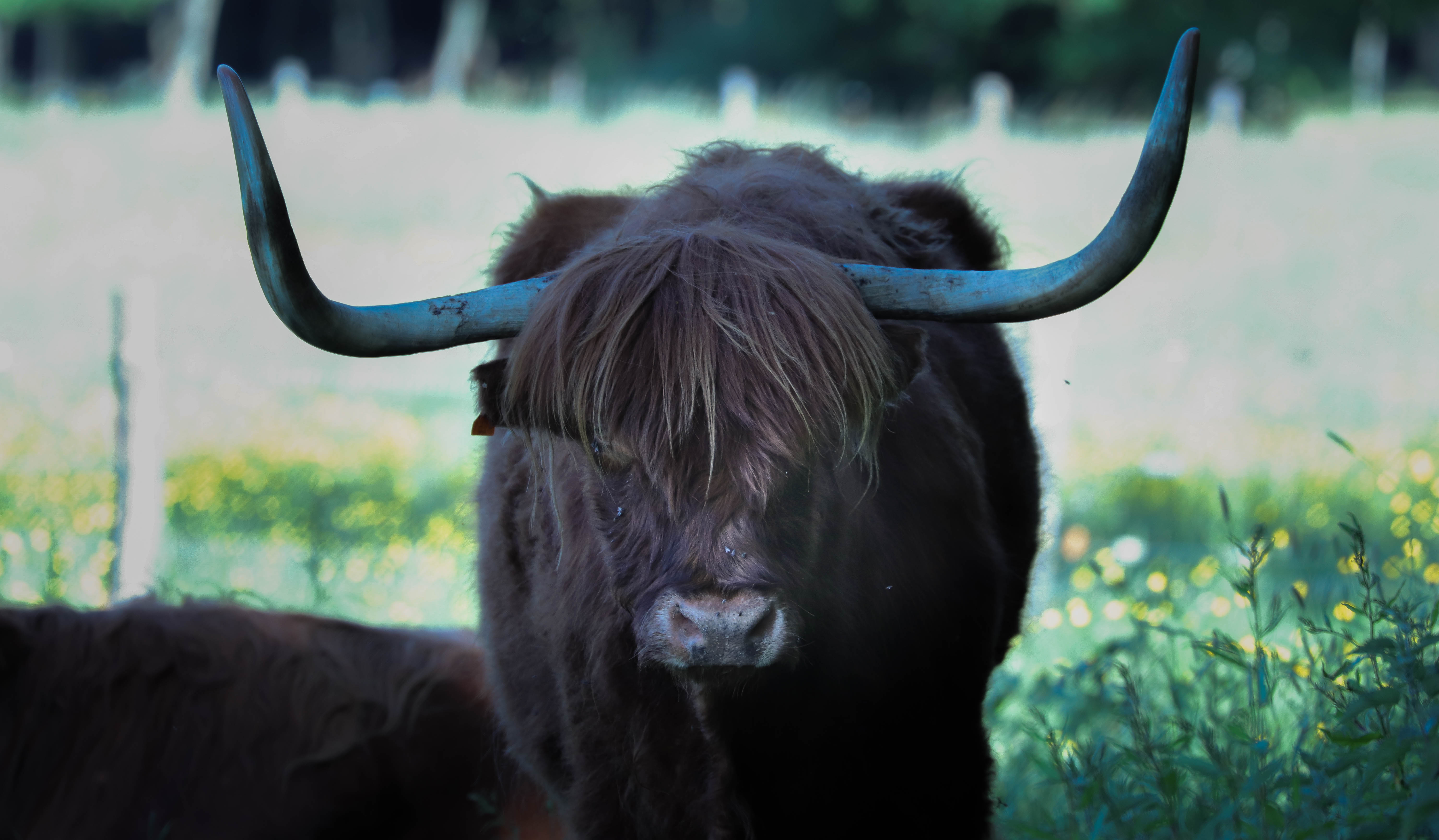 Highland (2), chateau des pères , piré sur seiche, 20 mai 18 (1 sur 1).jpg