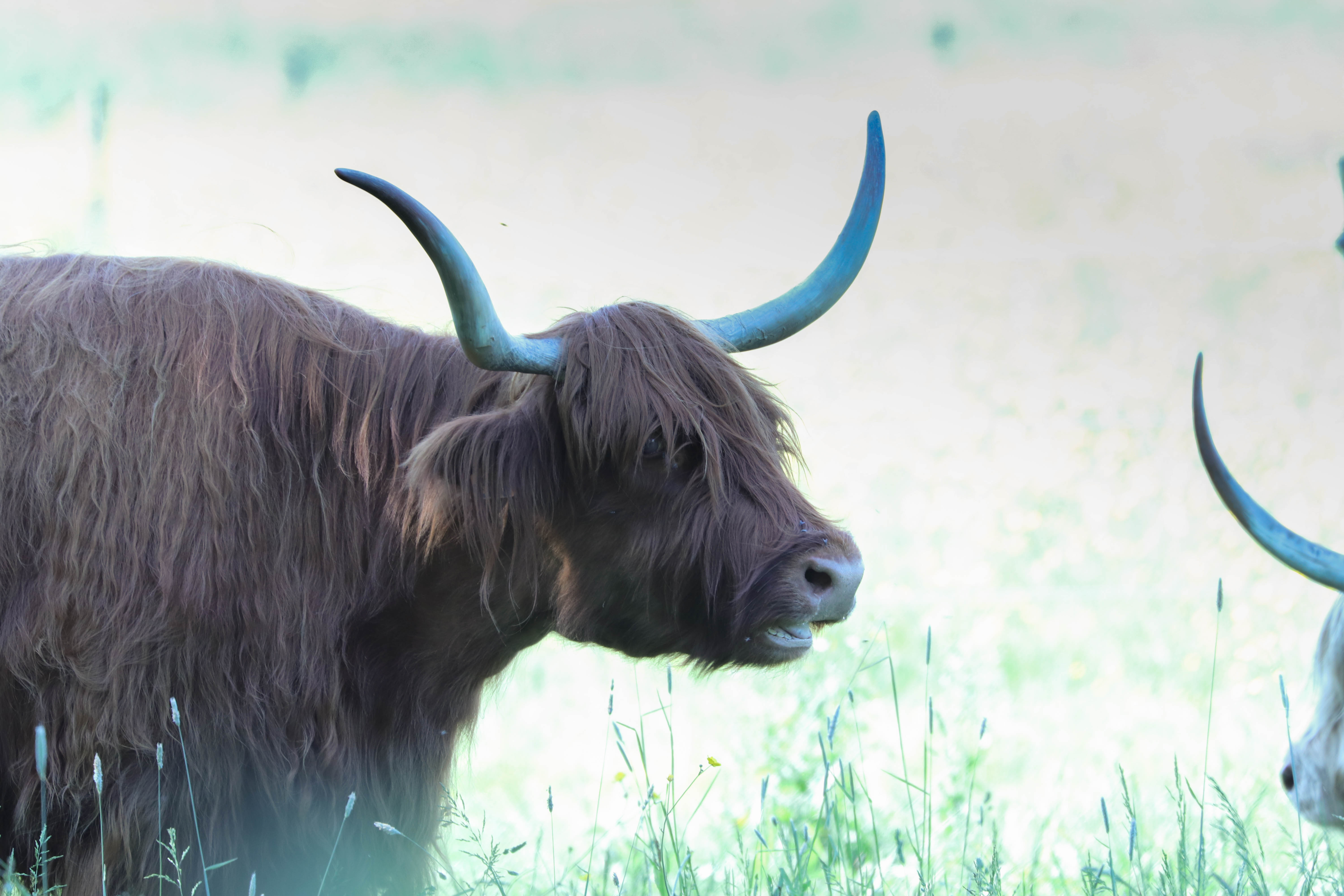 Highland, chateau des pères , piré sur seiche, 20 mai 18 (1 sur 1).jpg