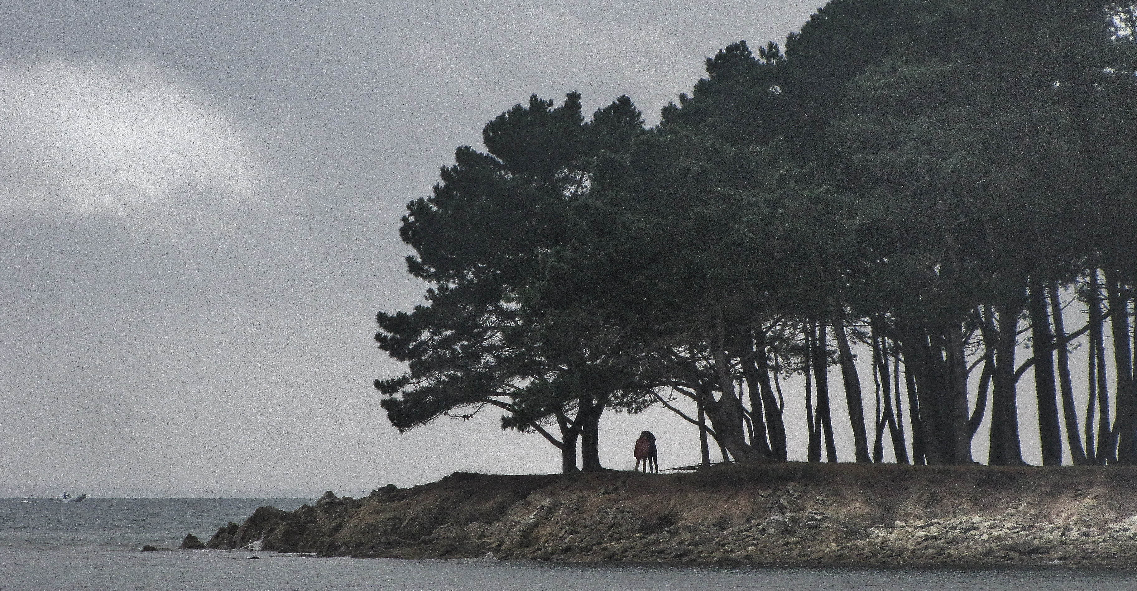 la bête de pins, er Hourèl, 4 nov 17, 14h44 (1 sur 1).jpg
