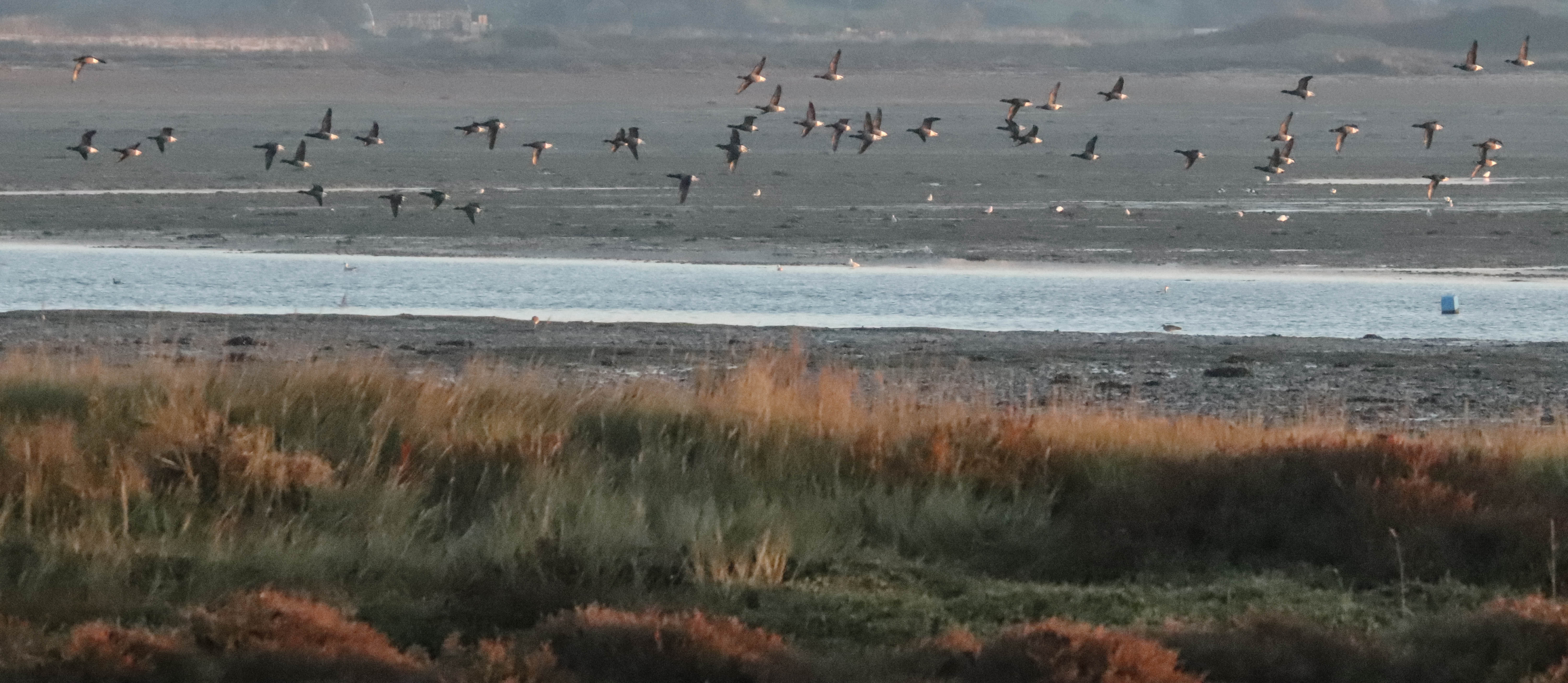 bernaches cravant, Riantec,, 21 oct 18, 8h00 (1 sur 1).jpg