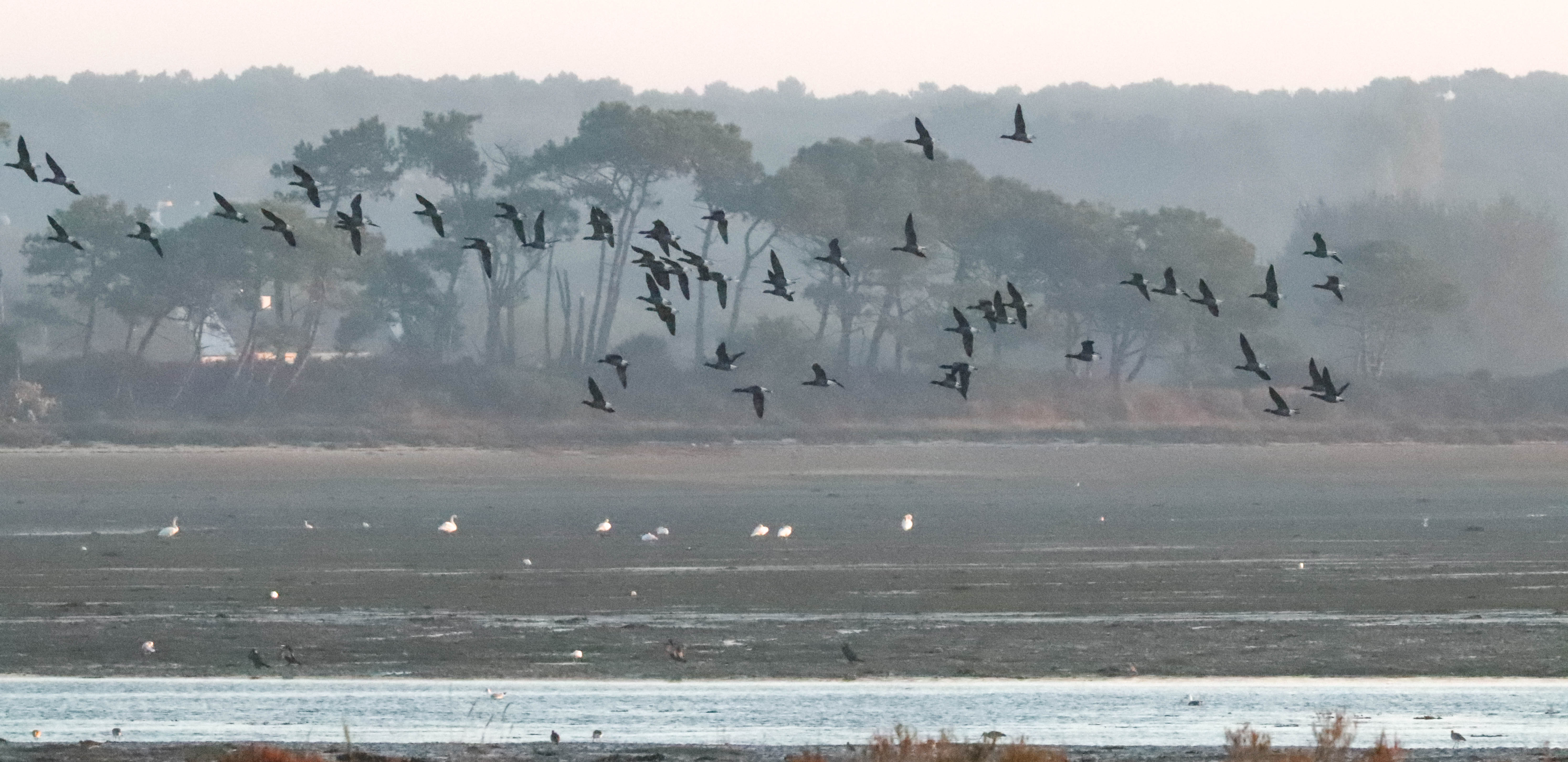 bernaches cravant devant l'île aux pins,, Riantec,, 21 oct 18, 8h00 (1 sur 1).jpg