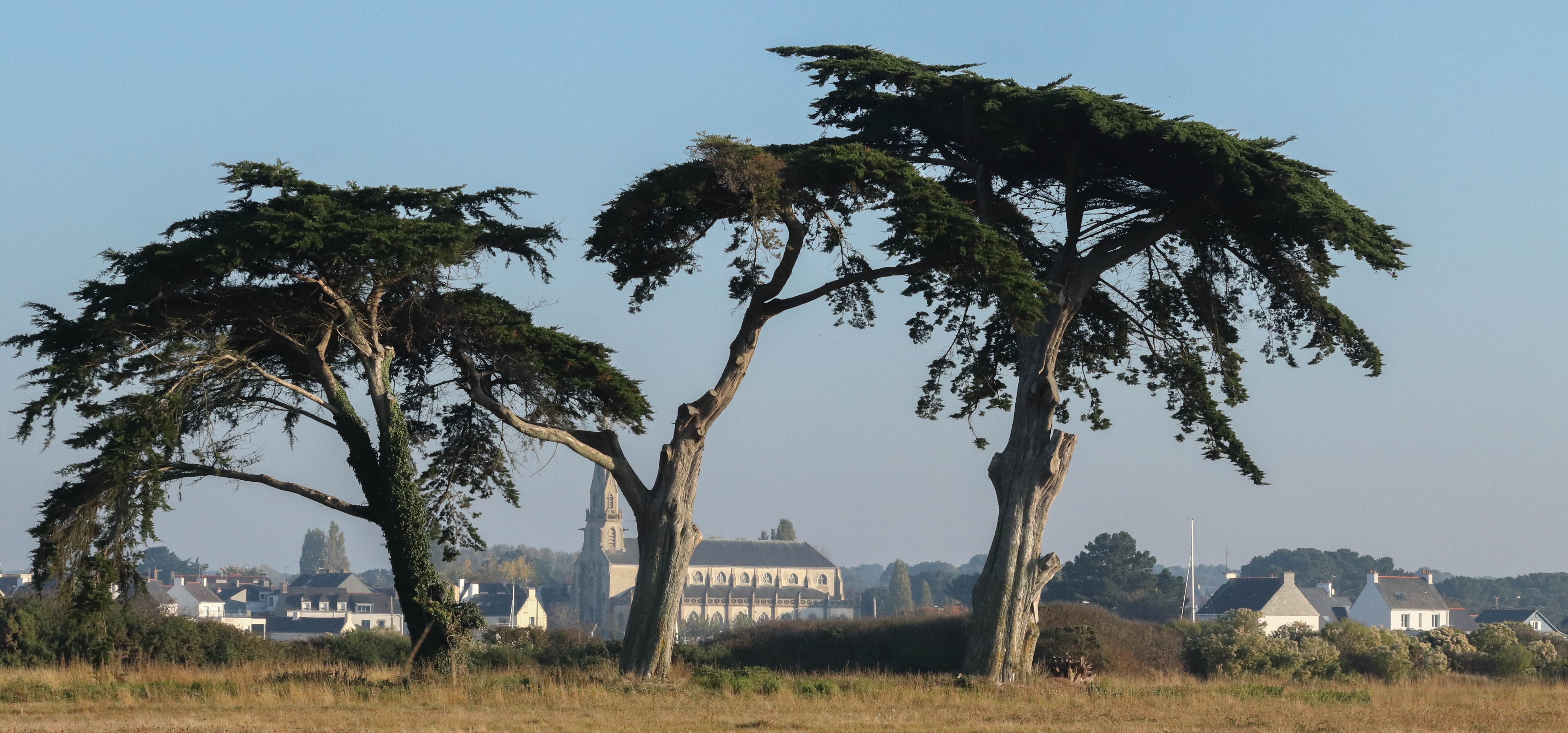 les 3 cyprès, 21 oct 18 (1 sur 1)