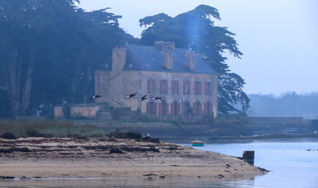 bernaches au brennegi 2, 28 déc.18 (1 sur 1)