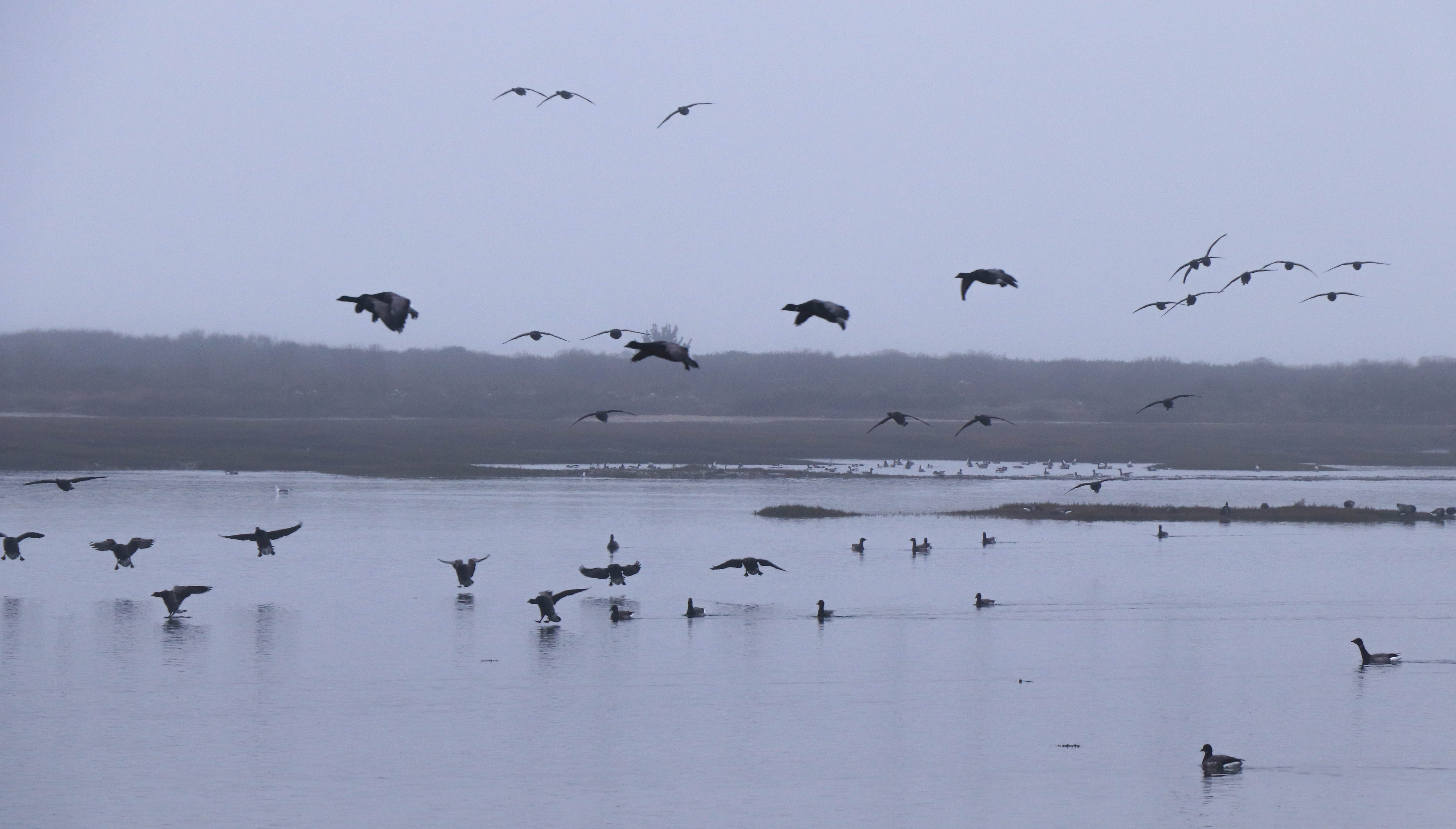 Bernaches, Ster er Vered, 27 déc.18 (1 sur 1).jpg
