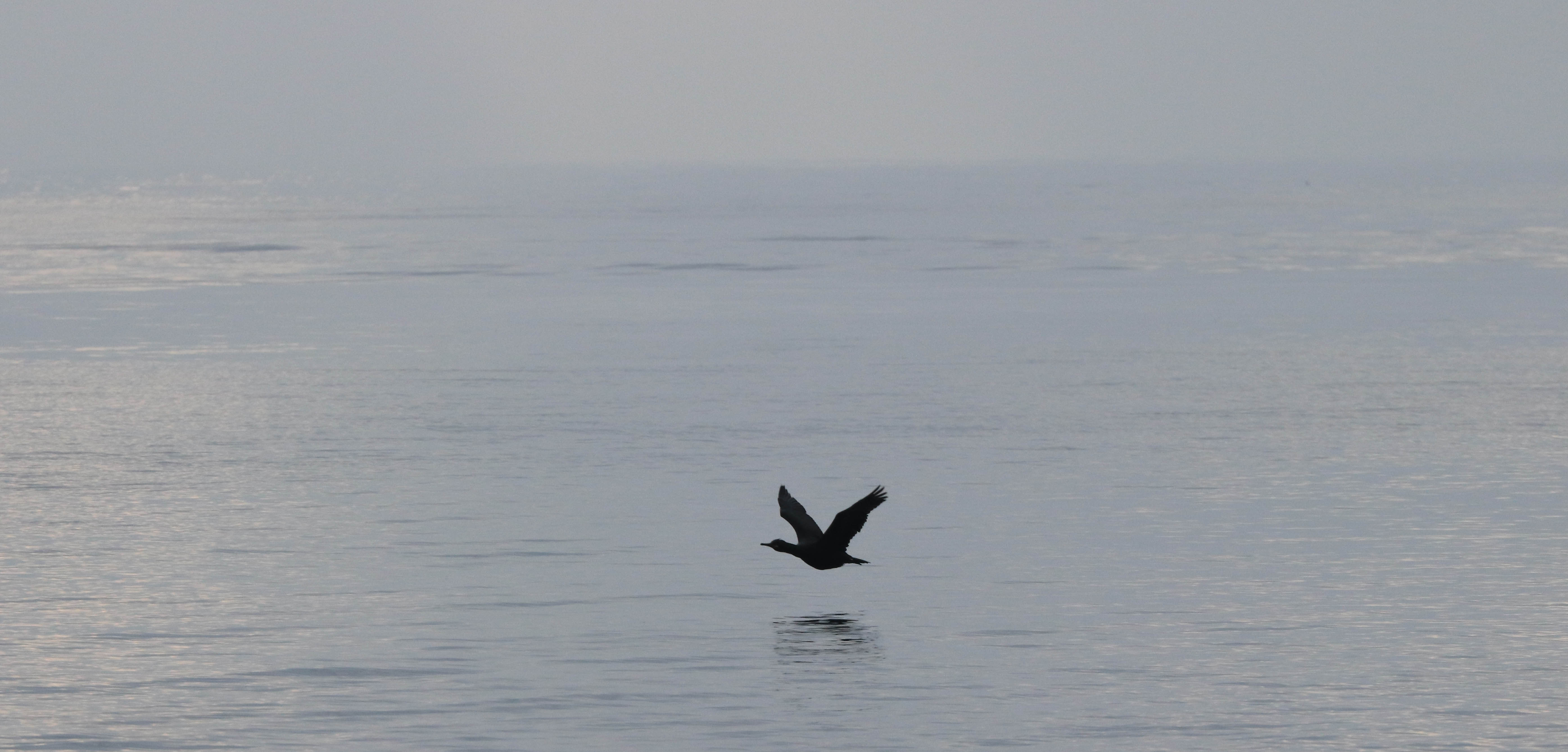 cormoran, kerpenhir, 28 déc 18, 11h34 (1 sur 1).jpg