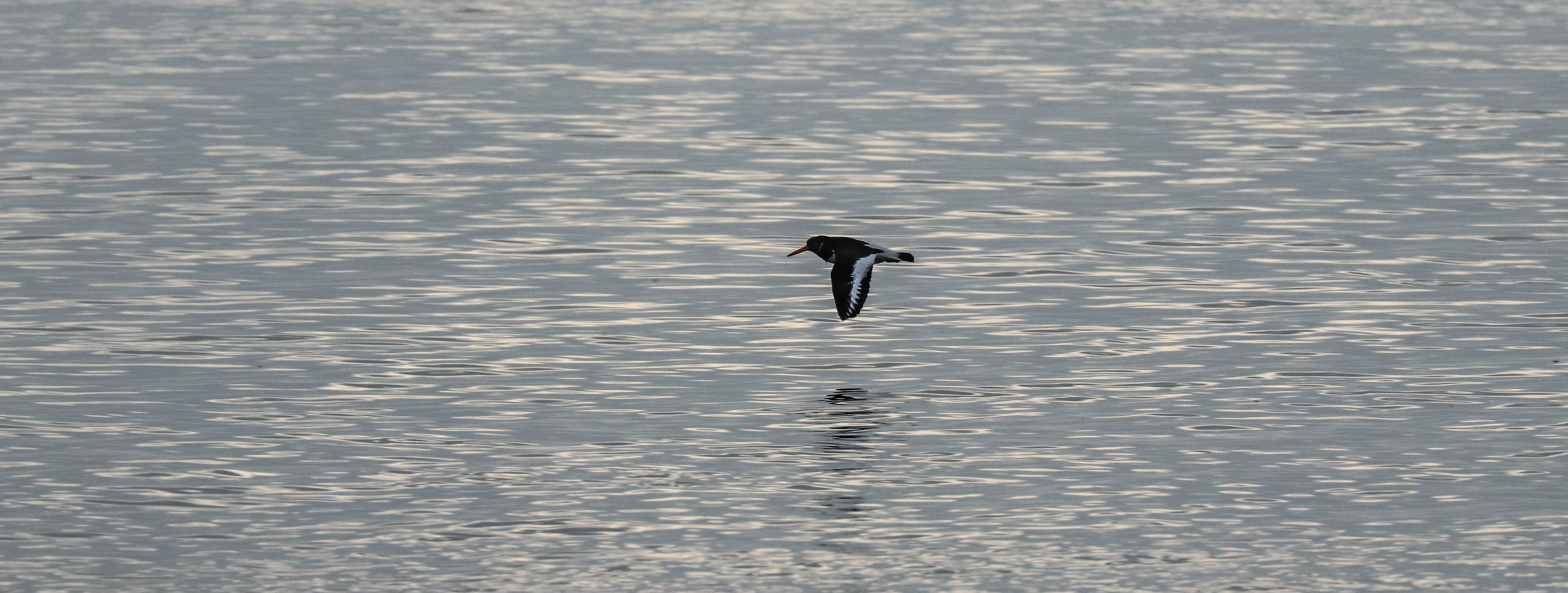 huitrier, 28 déc 18, 11h29 (1 sur 1).jpg