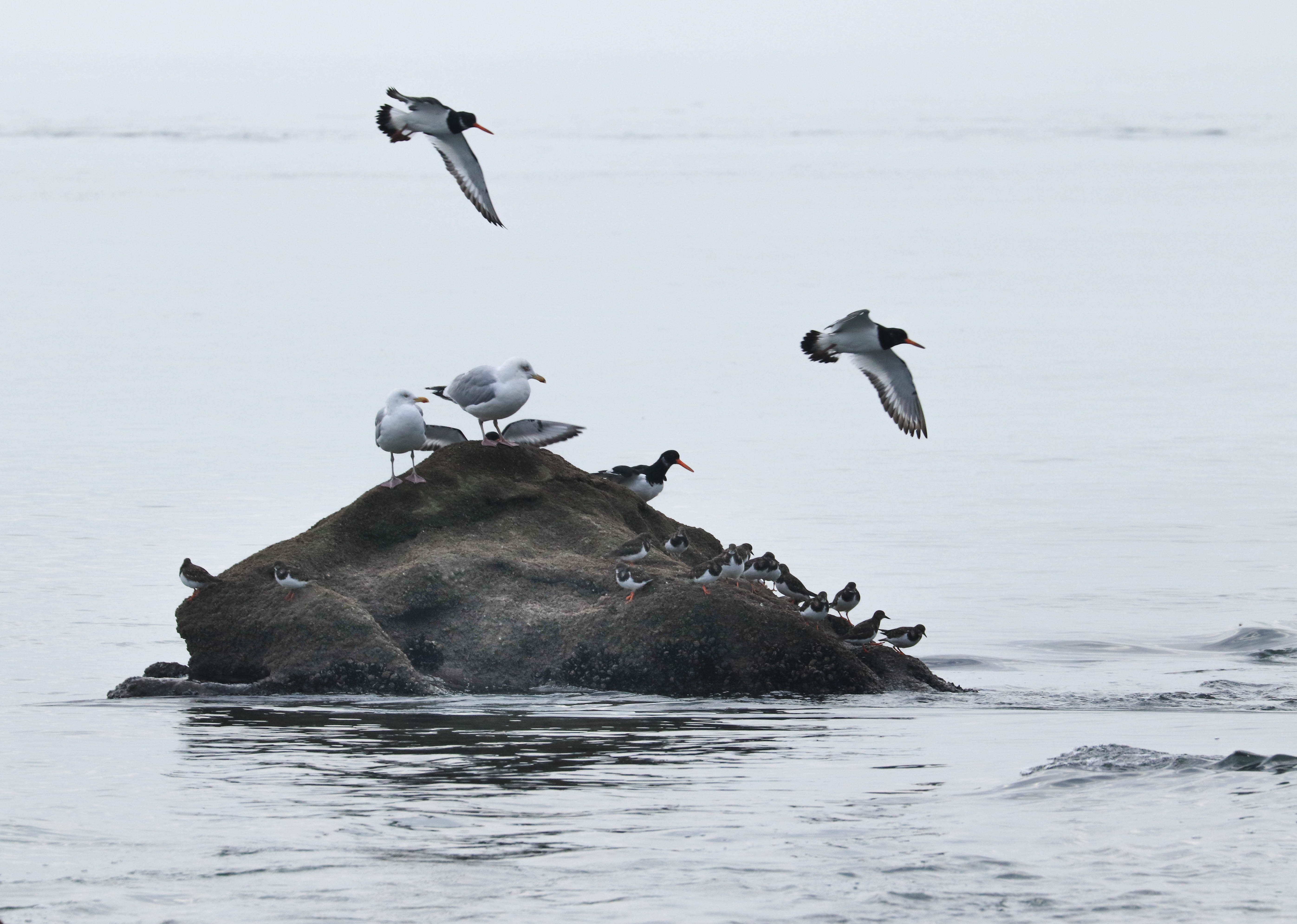 huitriers & goélands; kerpenhir, 28 déc 18, 11h30 (1 sur 1)