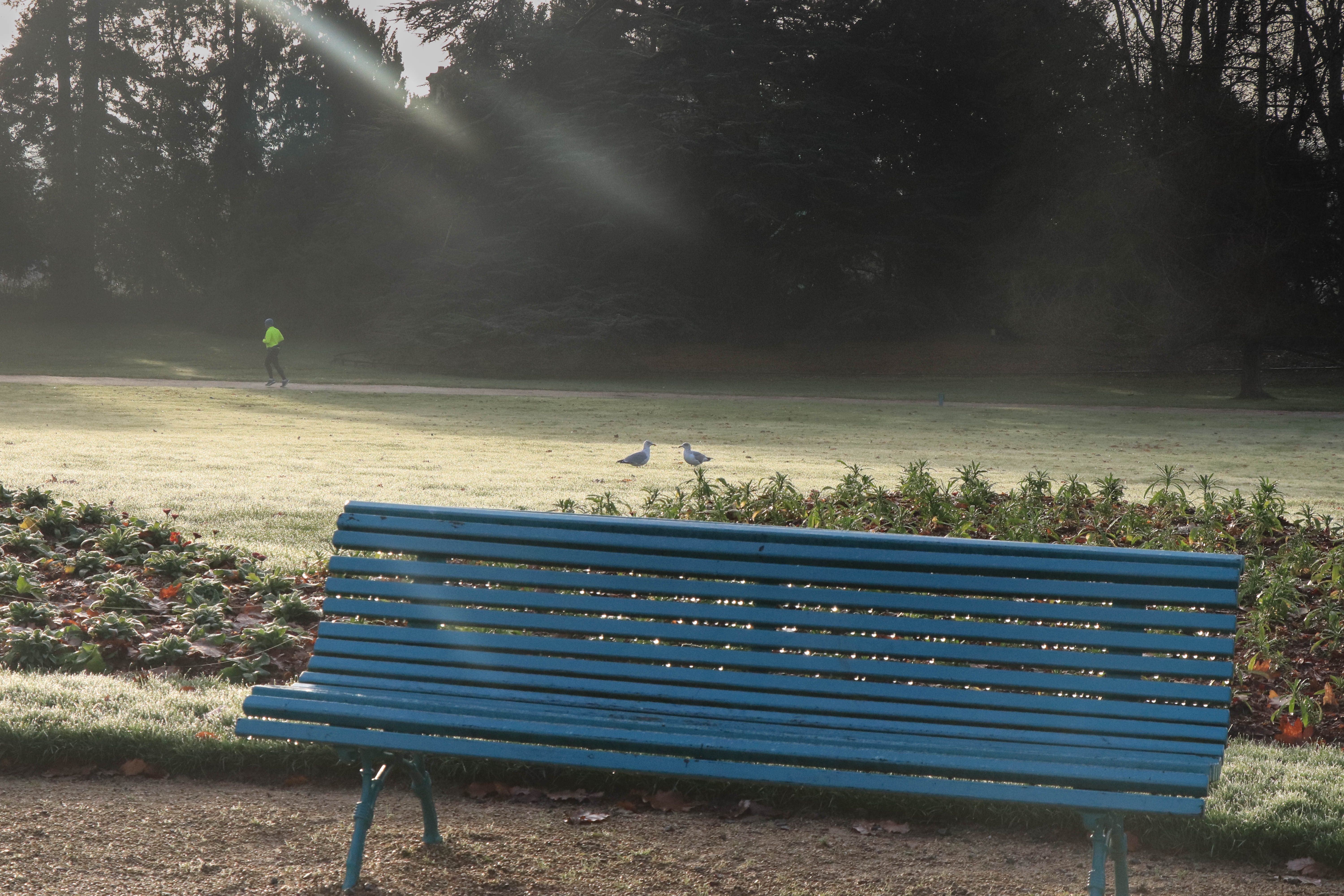 parc du Thabor, rennes, 16 déc.18, 10h21 (1 sur 1).jpg