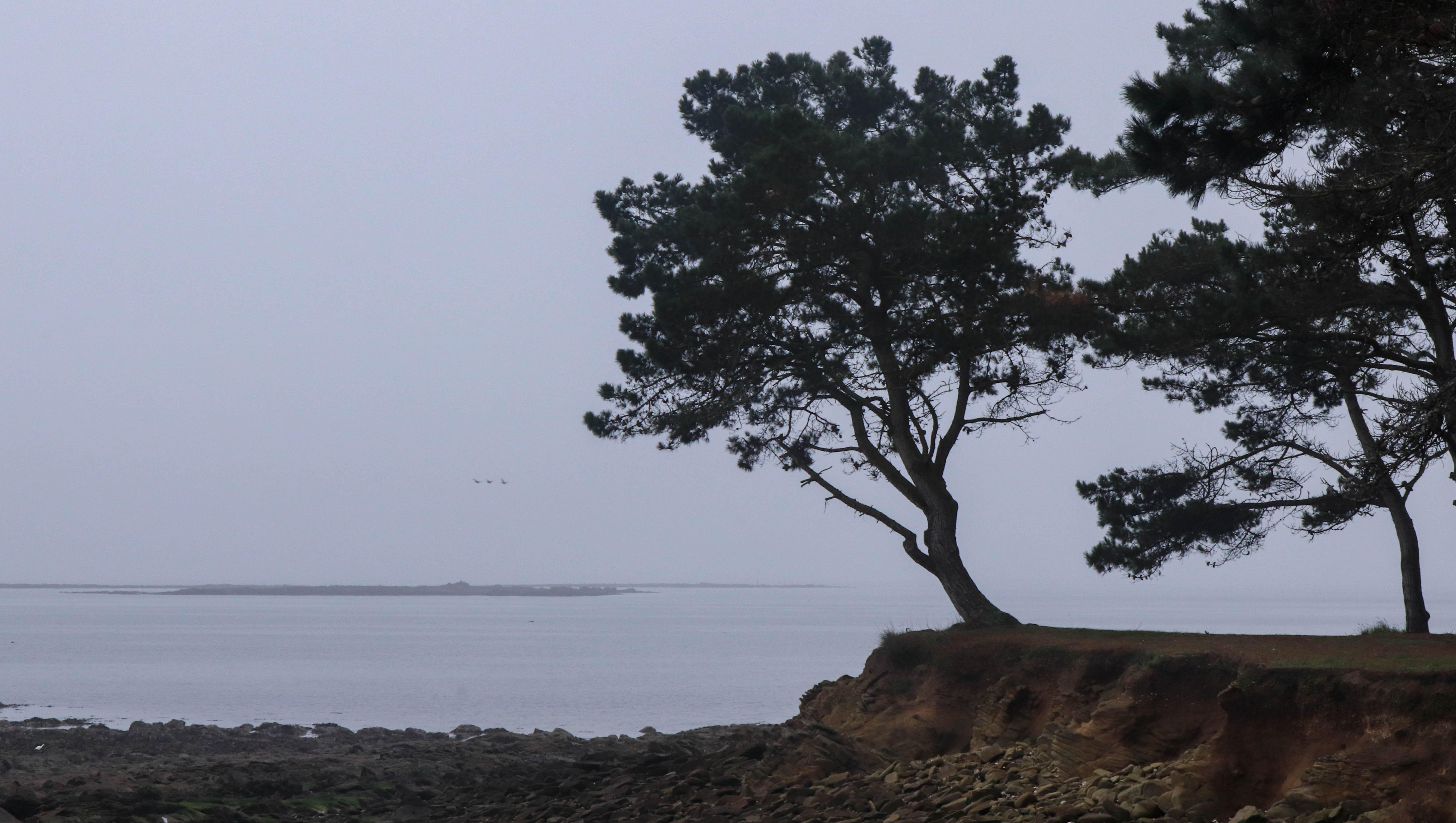 pin japonais 2, pointe er hourèl, 27 déc.18 (1 sur 1).jpg