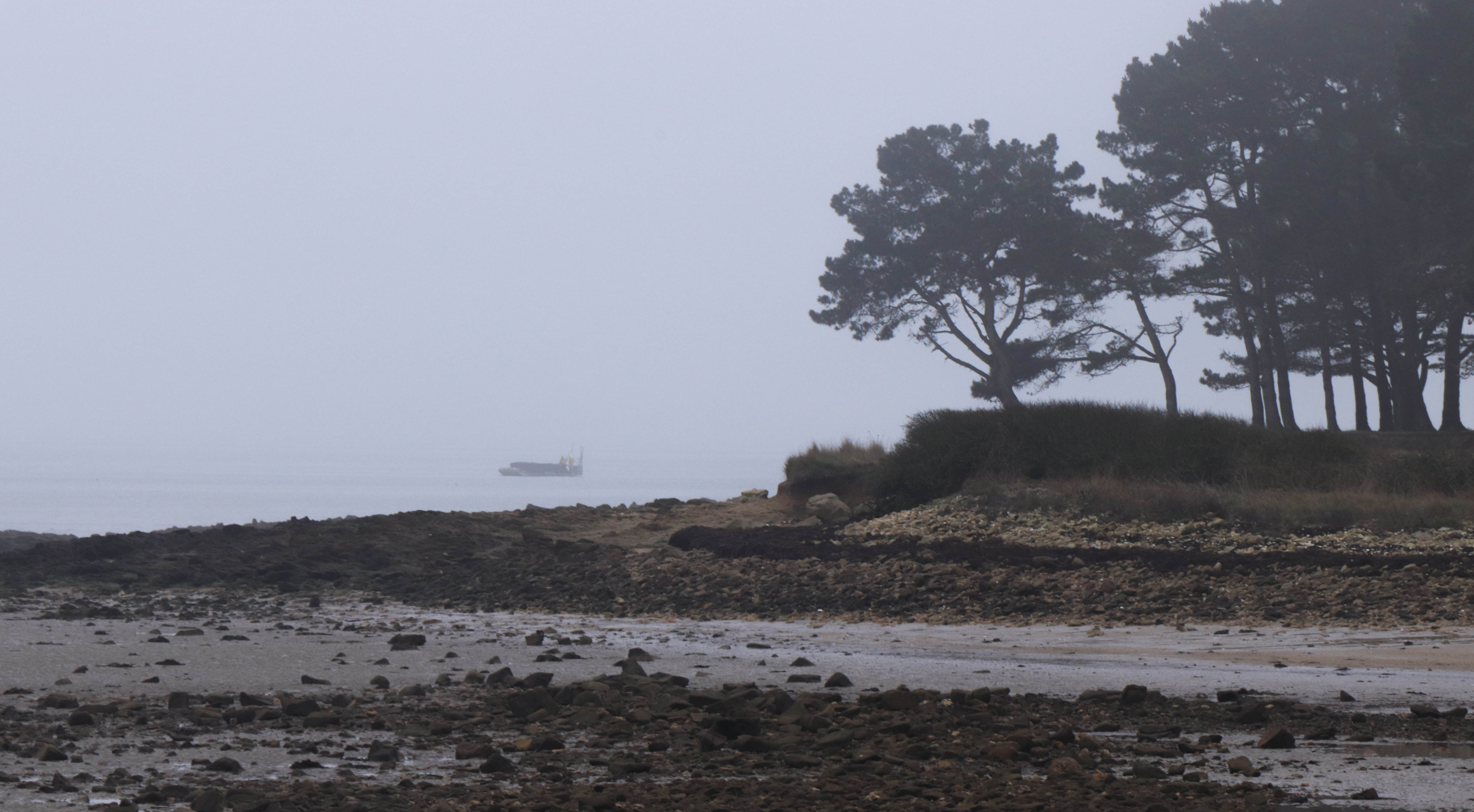 pin japonais 3, pointe er hourèl, 27 déc.18 (1 sur 1).jpg