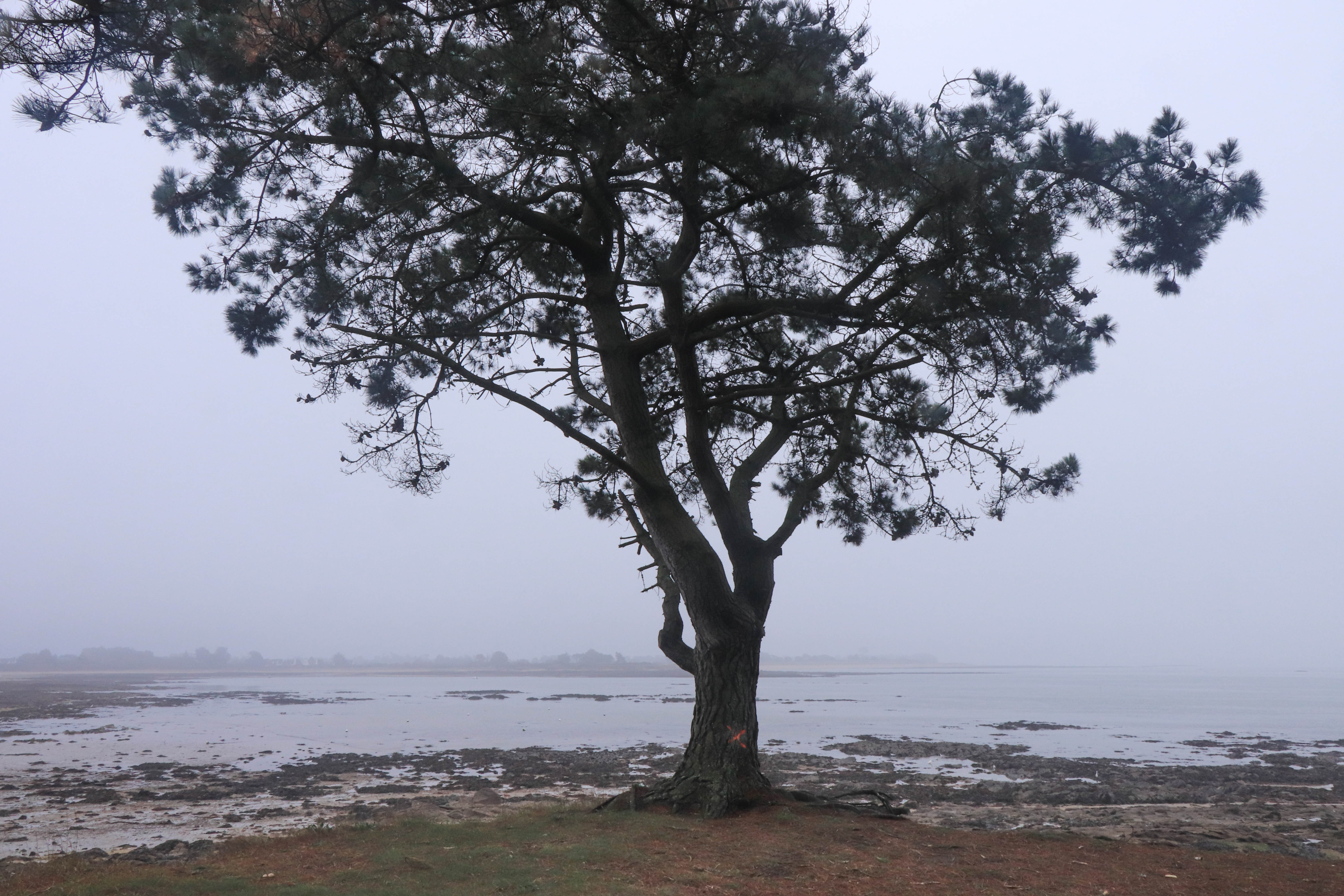 pin japonais, pointe er hourèl, 27 déc.18 (1 sur 1)