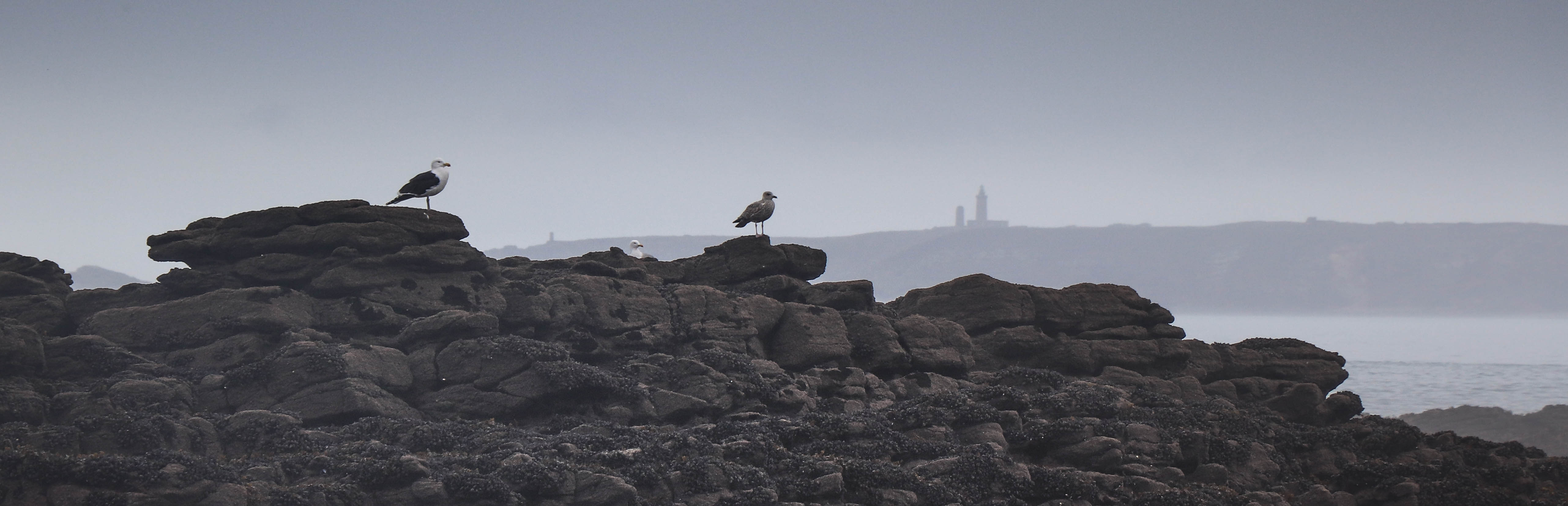 cap fréhel, 6 fevr 19, 12h17.jpg
