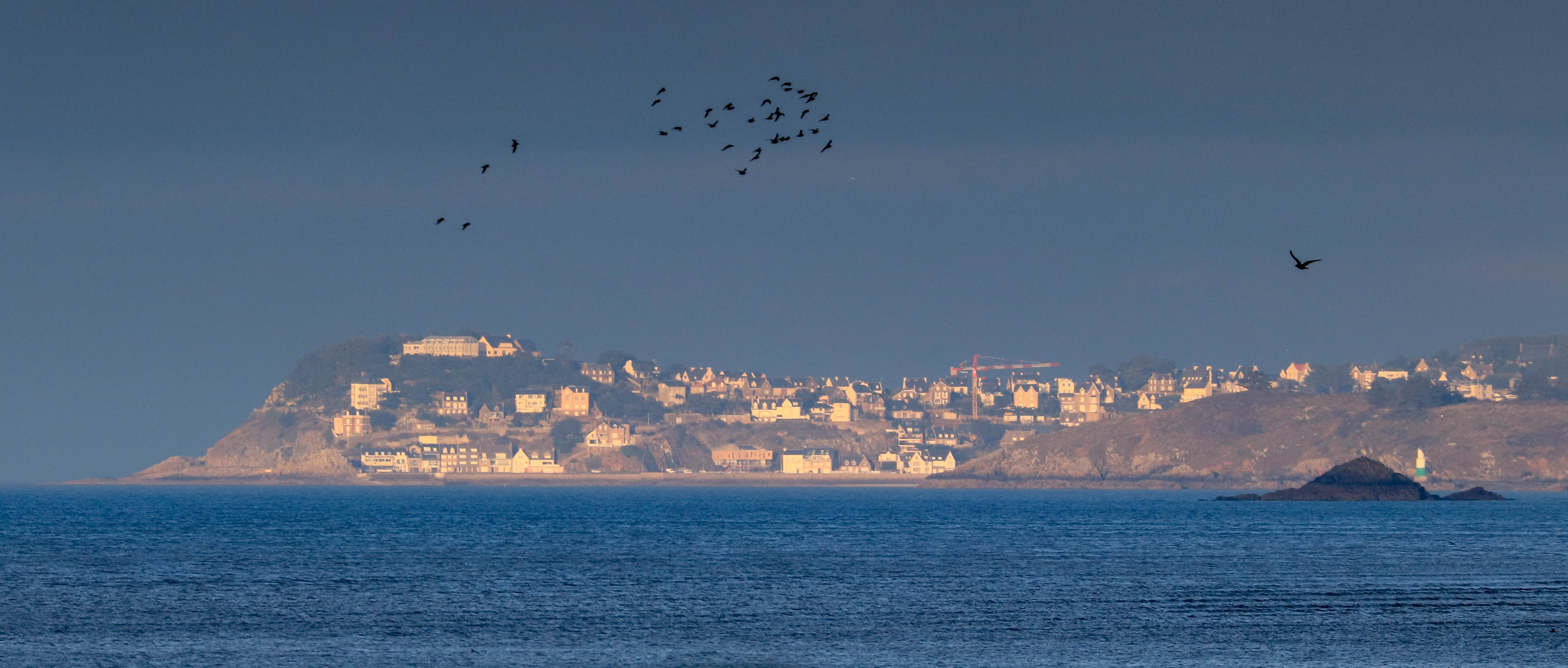 oiseaux hillion, 5 fevr 19, 17h23