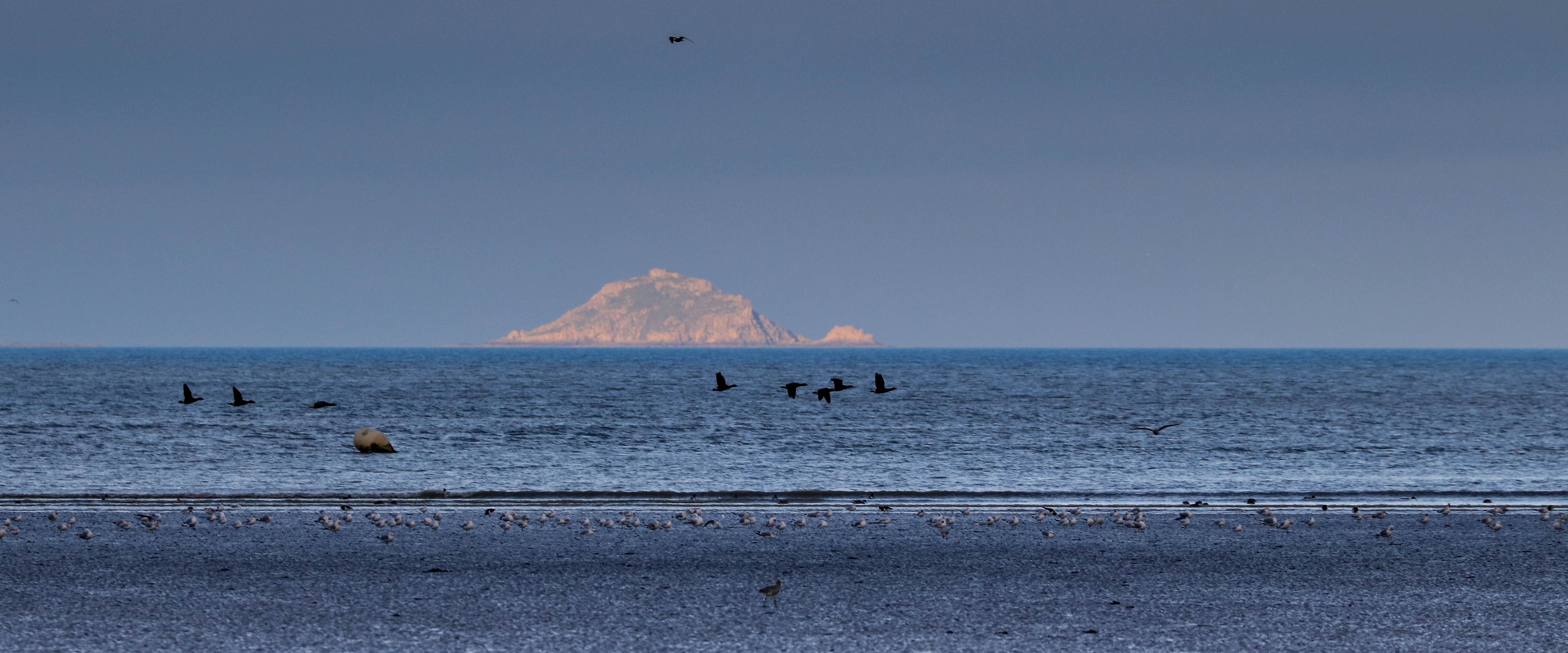 oiseaux hillion, 5 fevr 19, 17h27