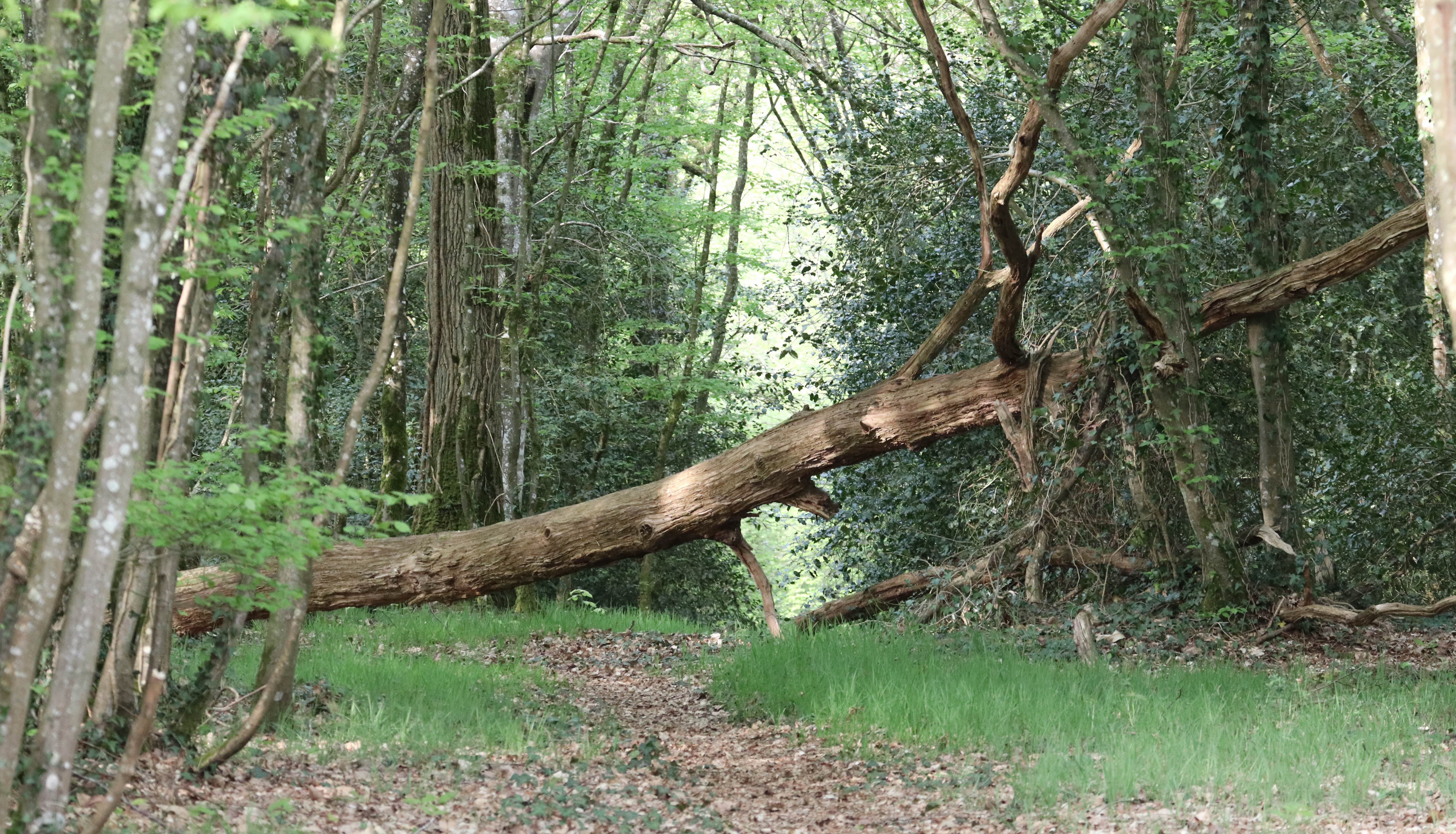 arbre mort, la corbière, 19 avr 19.jpg