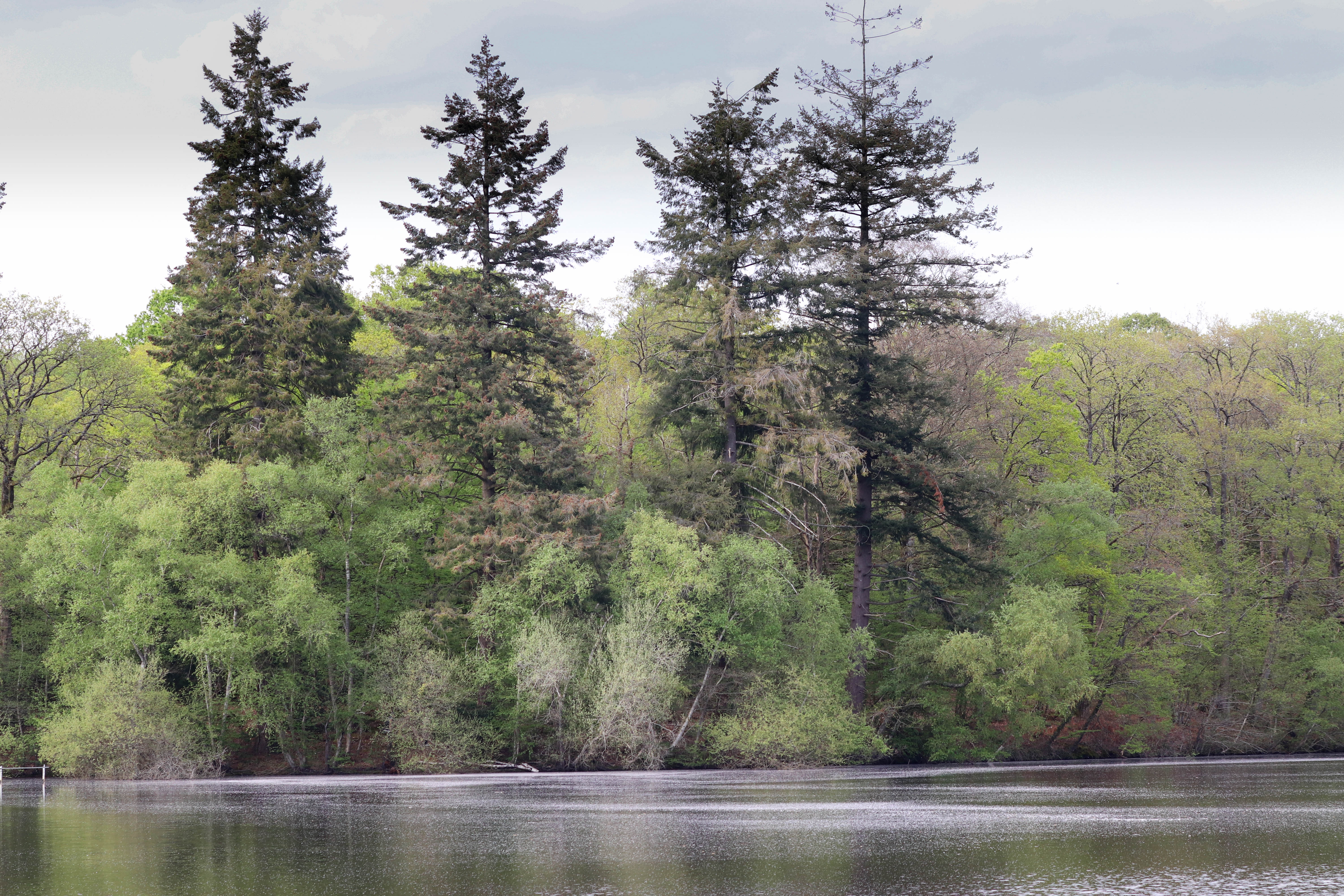 étang de la corbière, 19 avr 19, 16h46.jpg