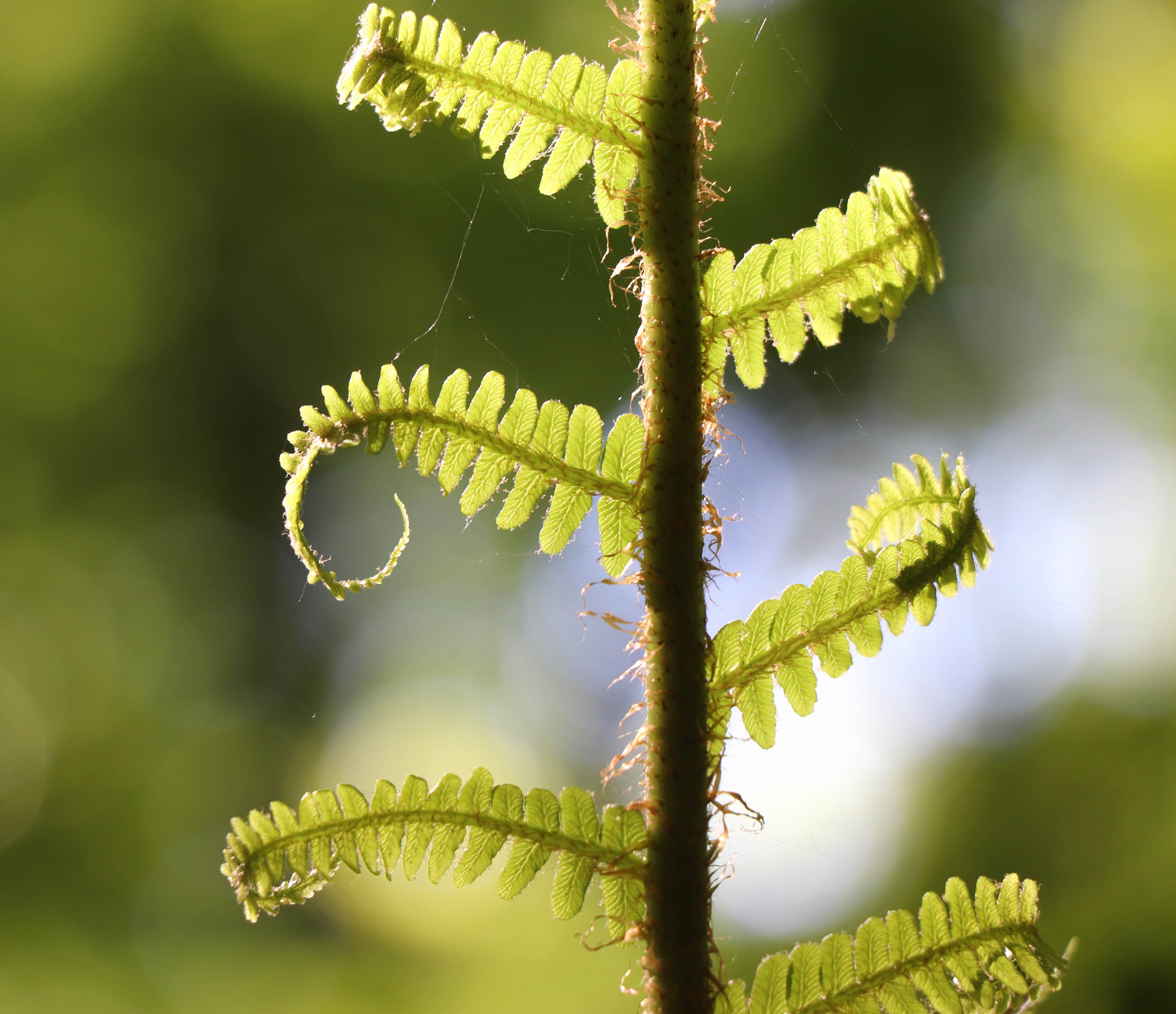 fougère gros plan forêt de st aubin du cormier 12 mai 19.jpg