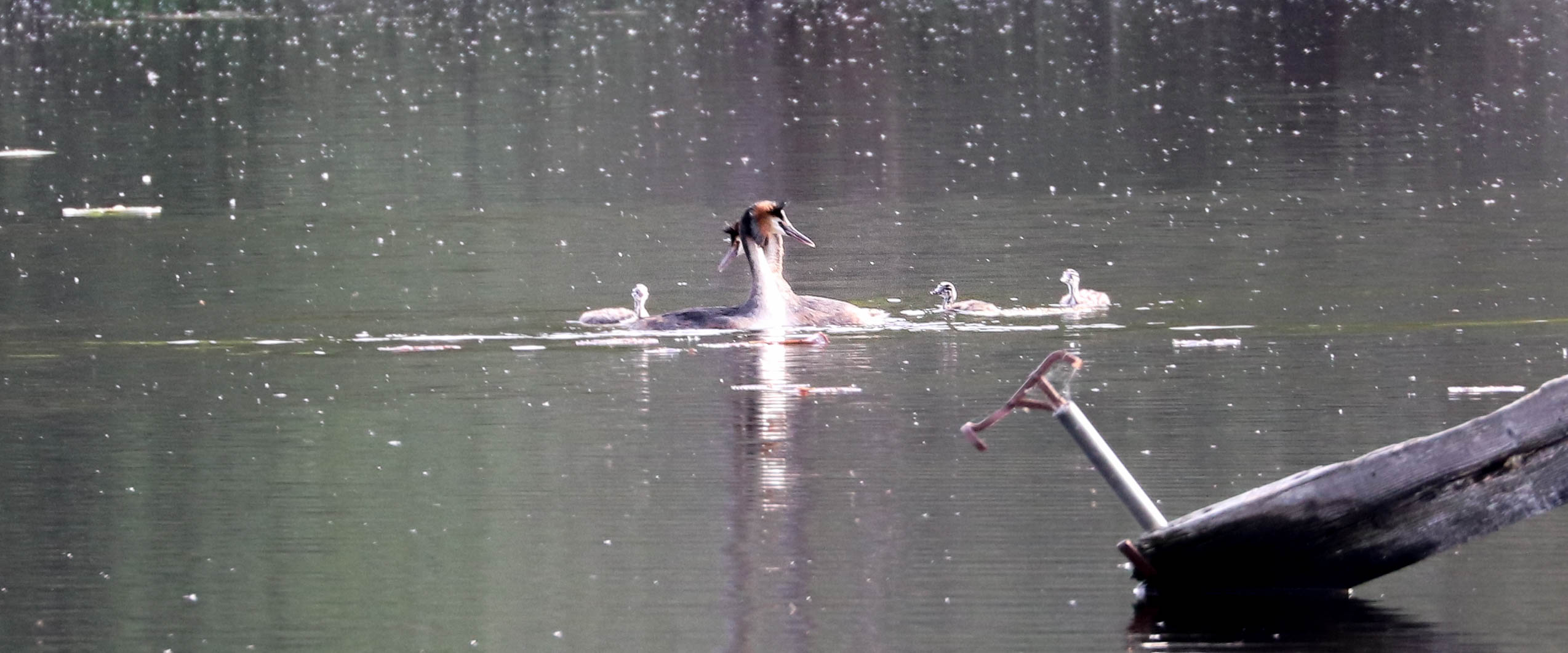 grèbes, la corbière, 19 avr 19.jpg