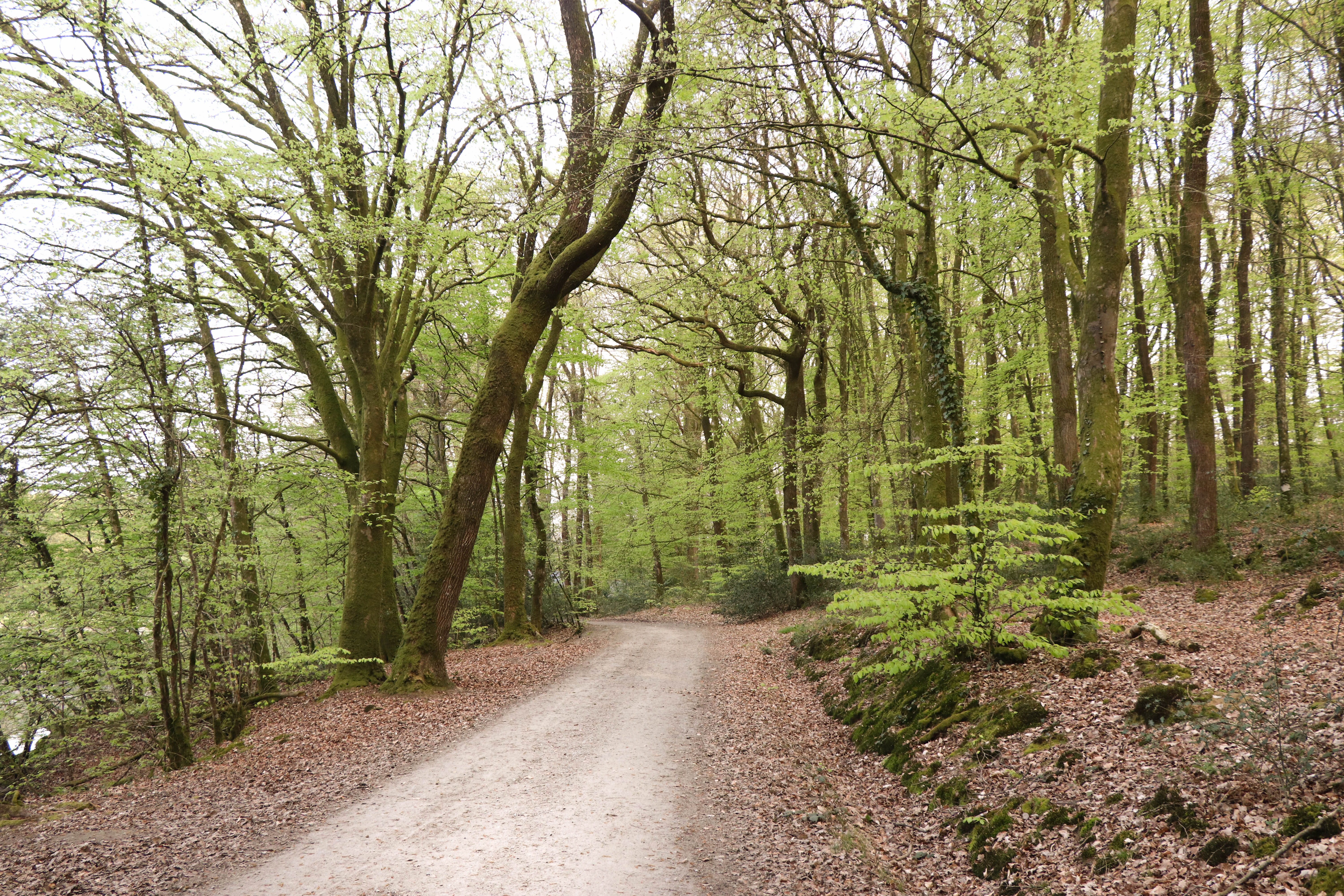 hêtres, la corbière, 19 avr 19.jpg