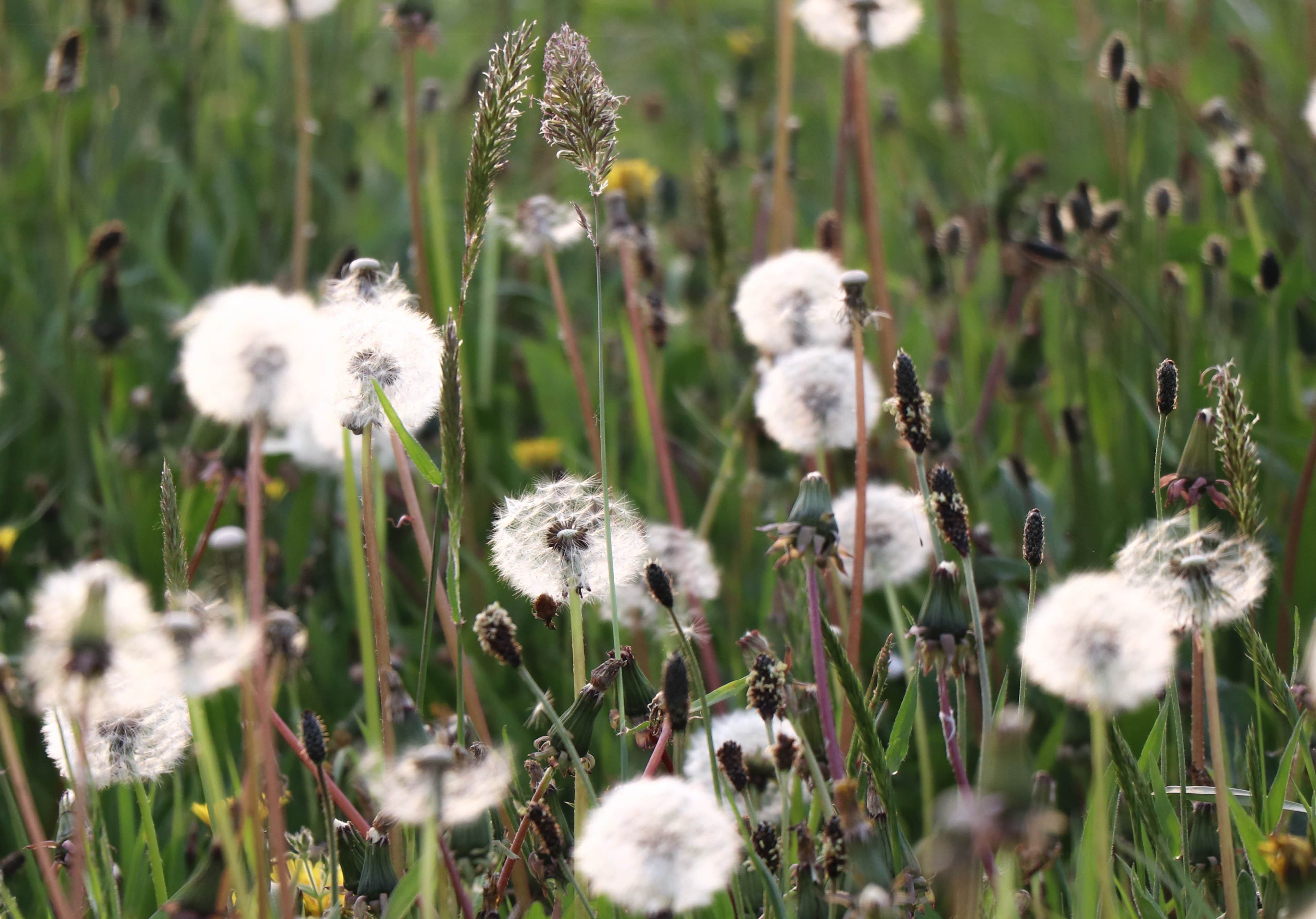 pissenlits, 19 avr 19, 18h49.jpg